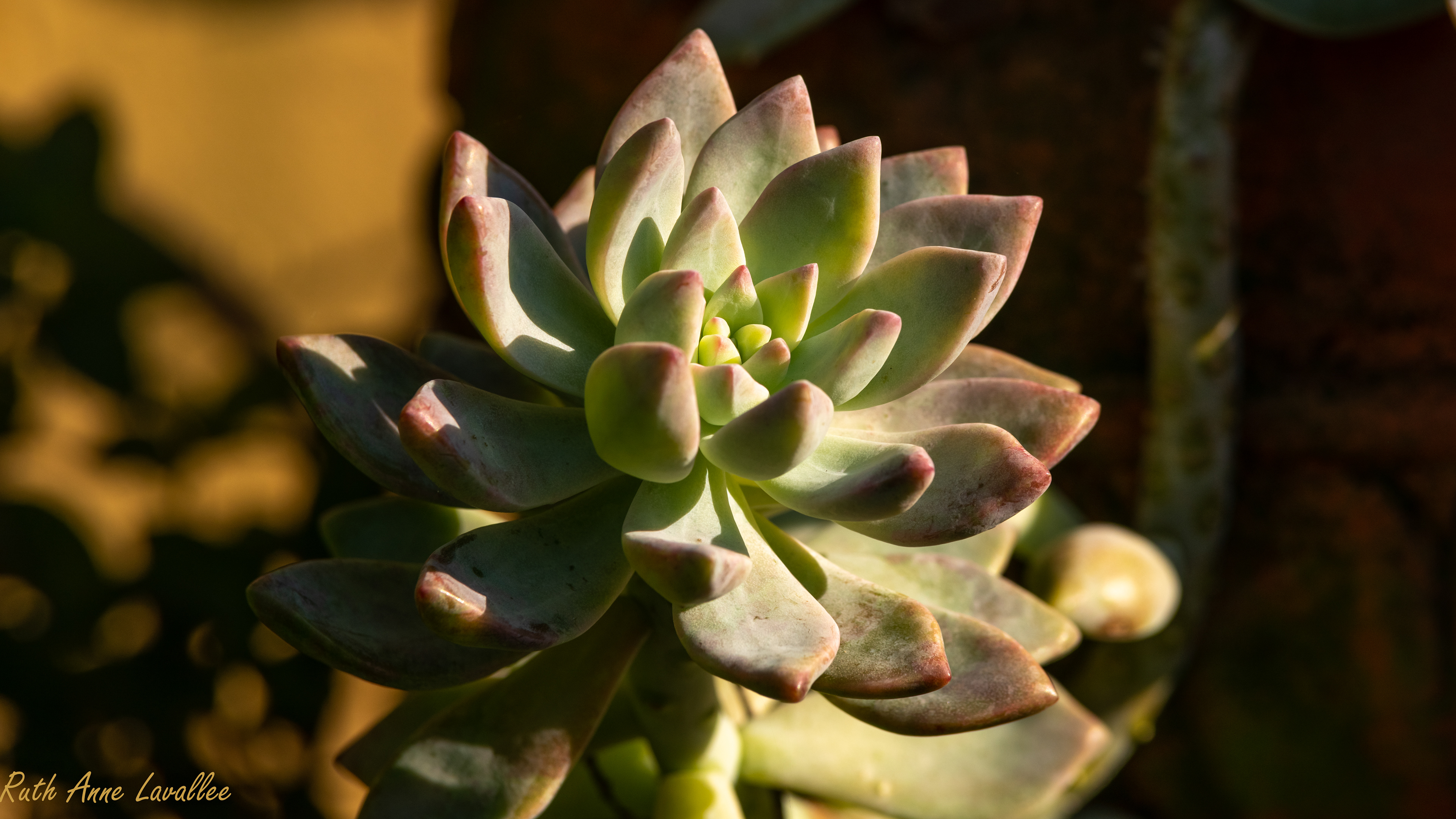 Moody Cactus - June 2021