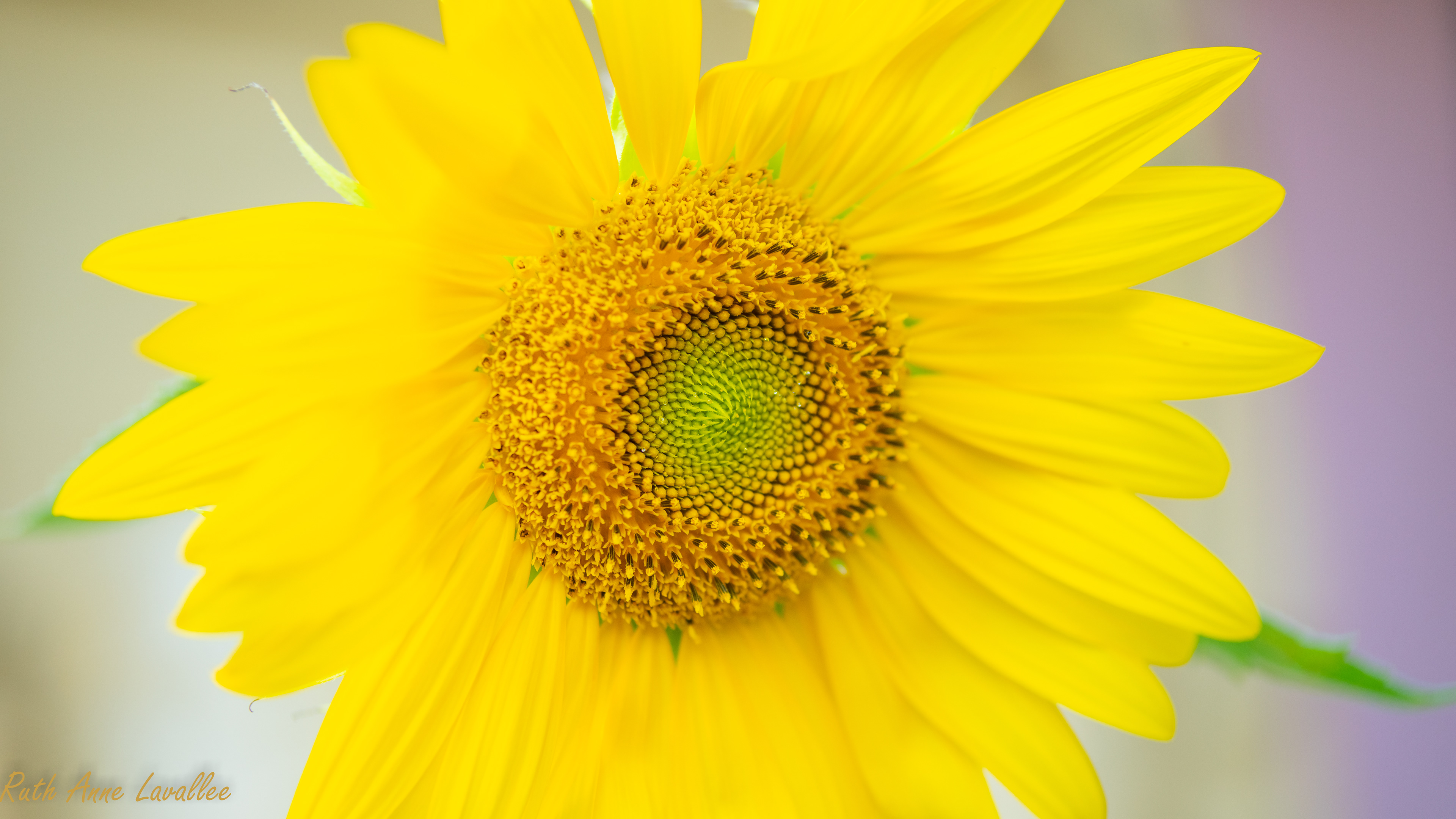 Sunflower - May 2021