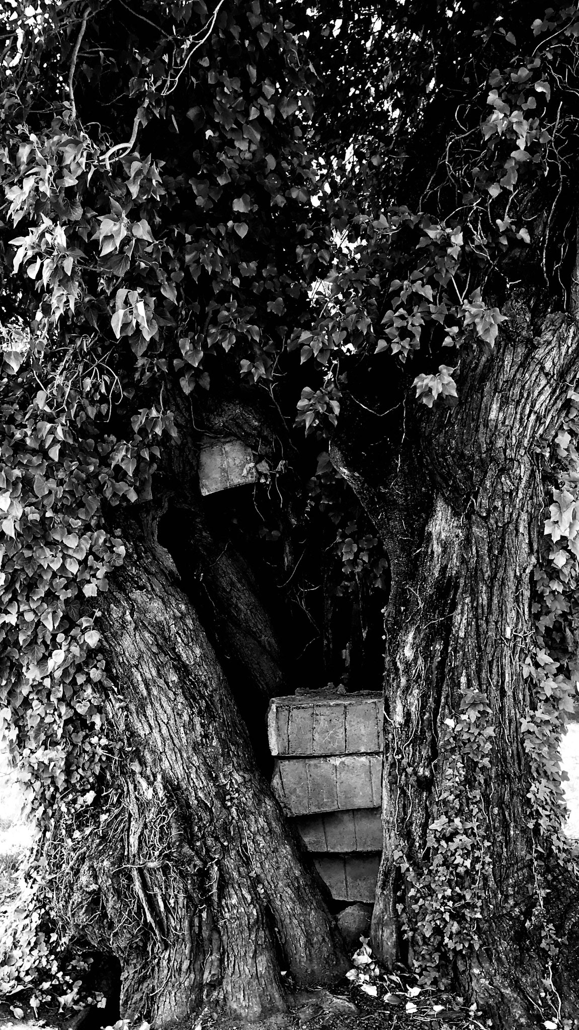 Details in trees.