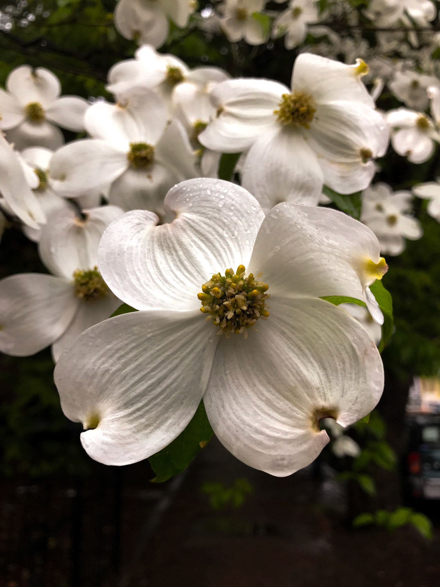 Richmond flowers.