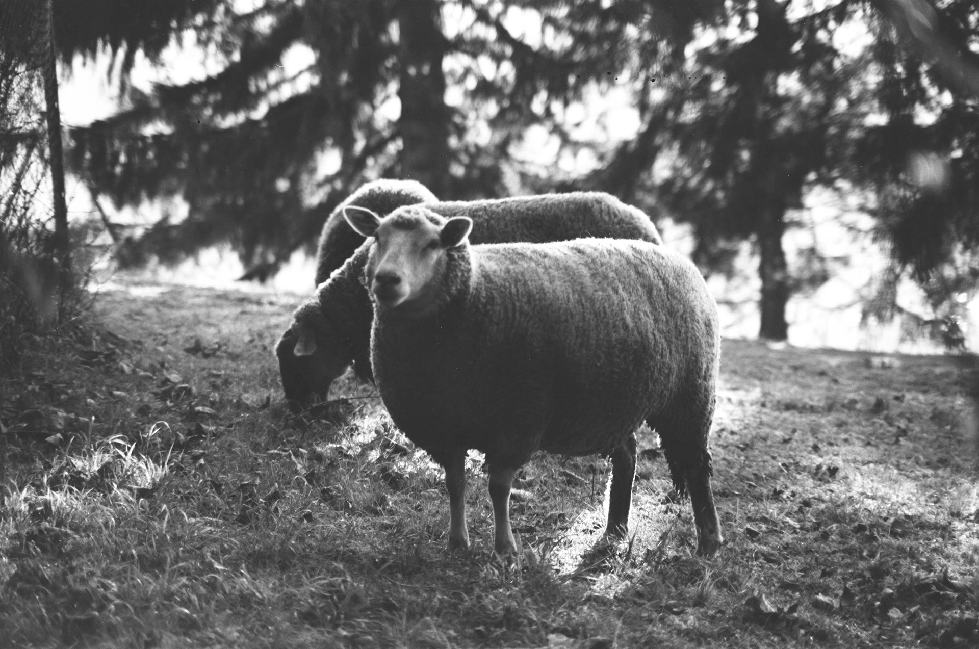 Rollei Retro 80S