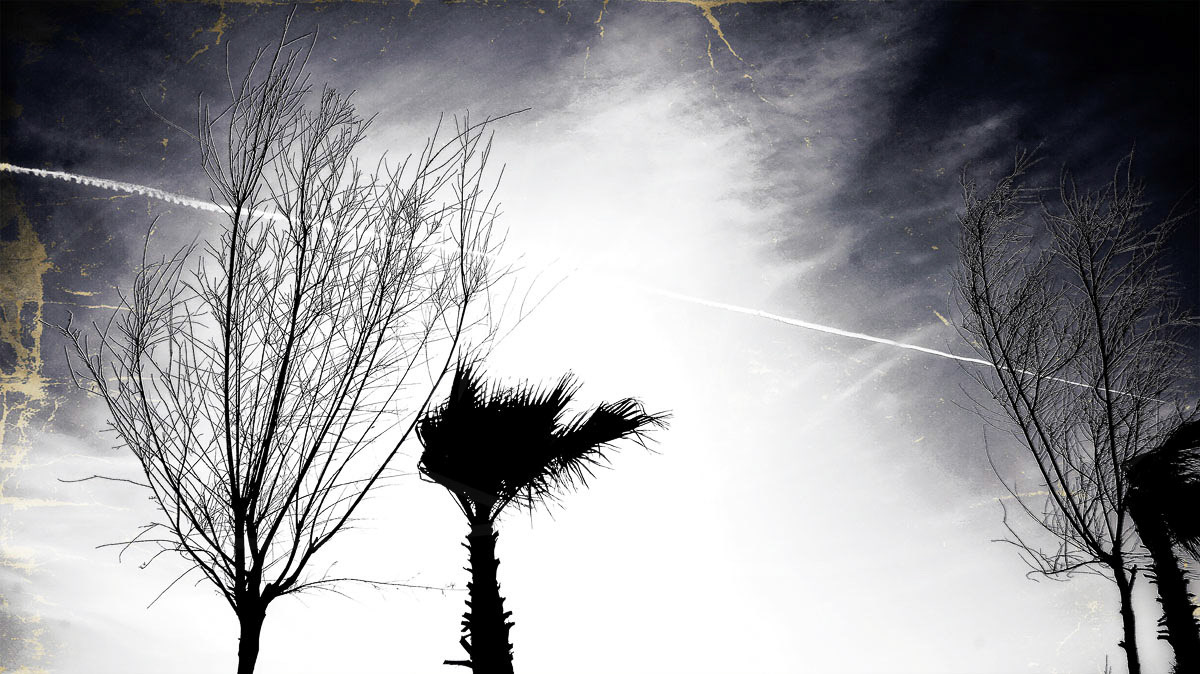 Palm in the wind