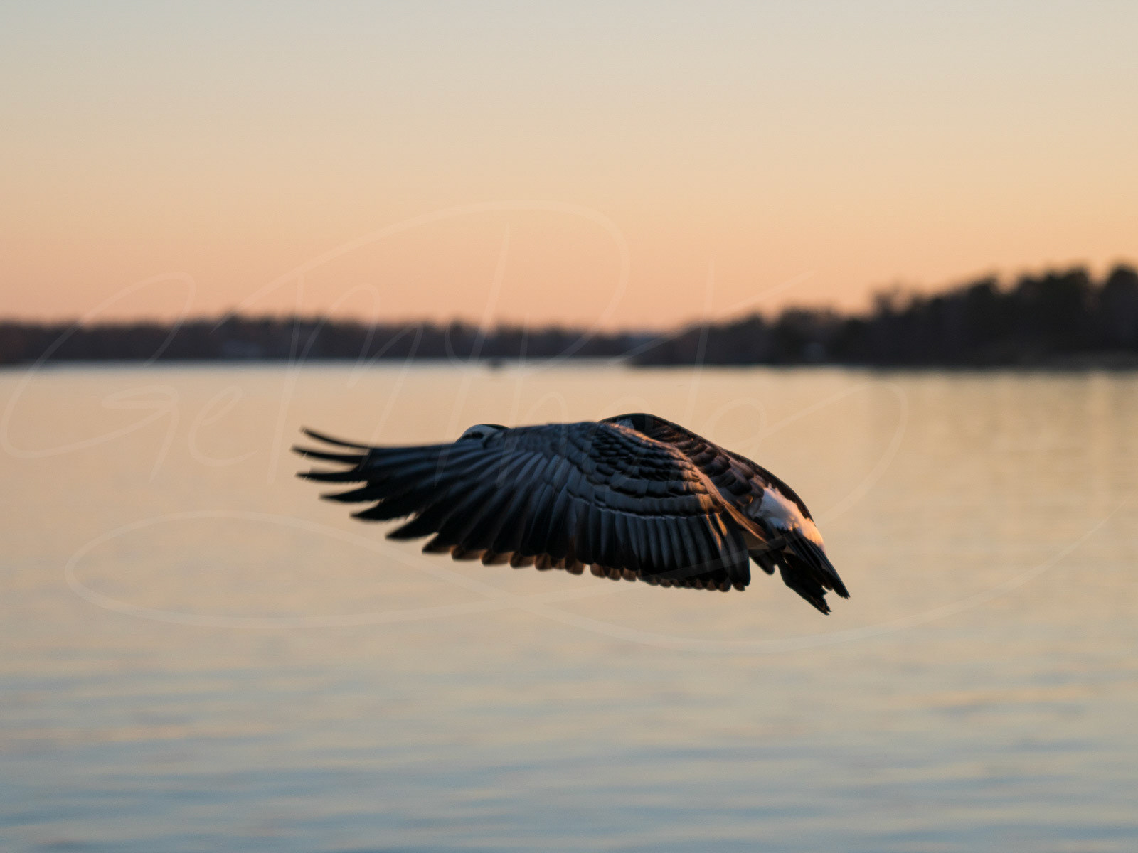 Goose in fligh