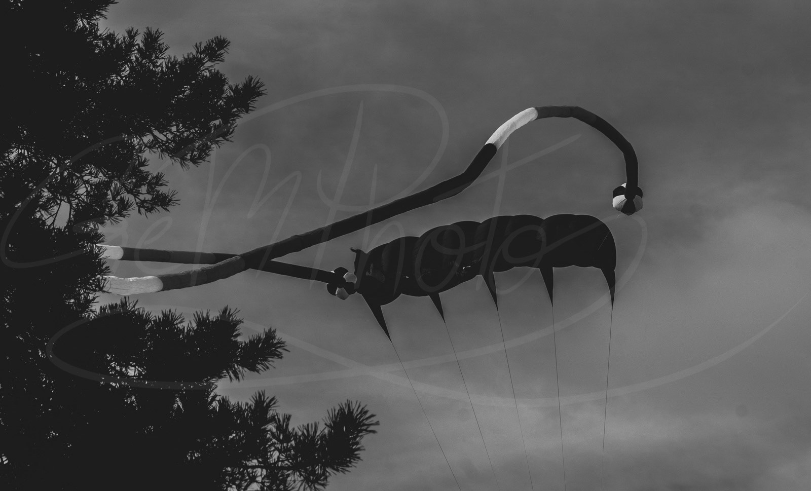 Flying Monster