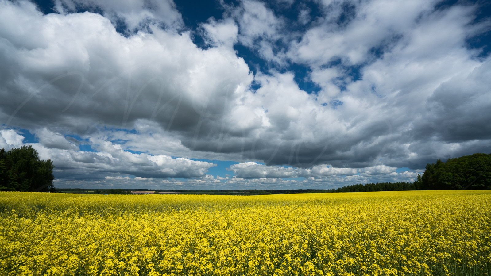 Field of yellow rapeseed, Estonia