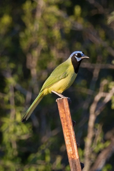 Green Jay