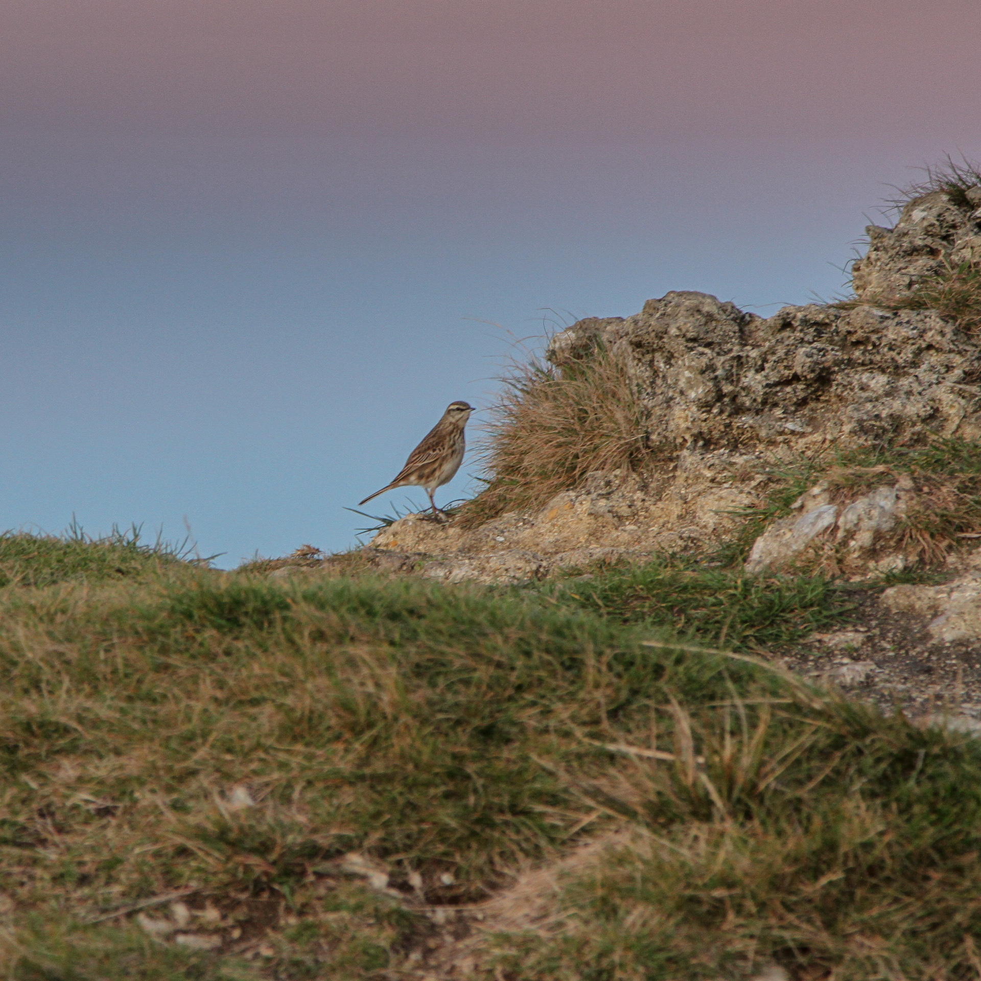 Pipit
