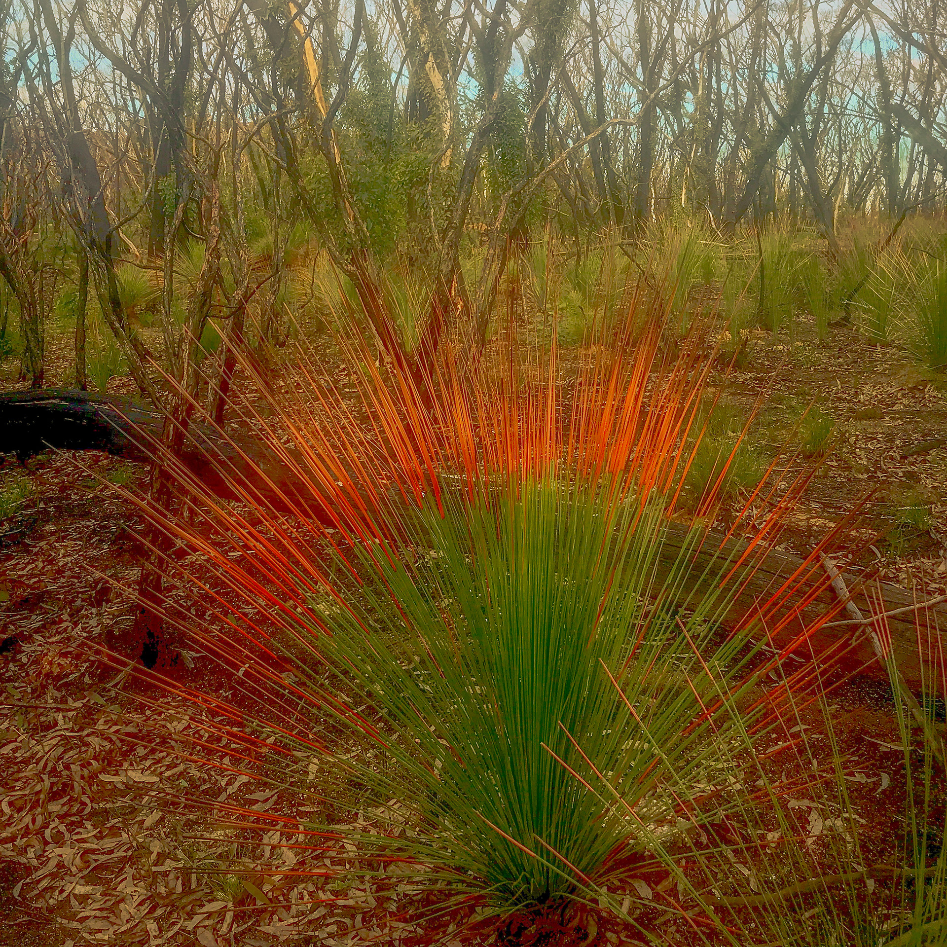 Grass Tree after fires