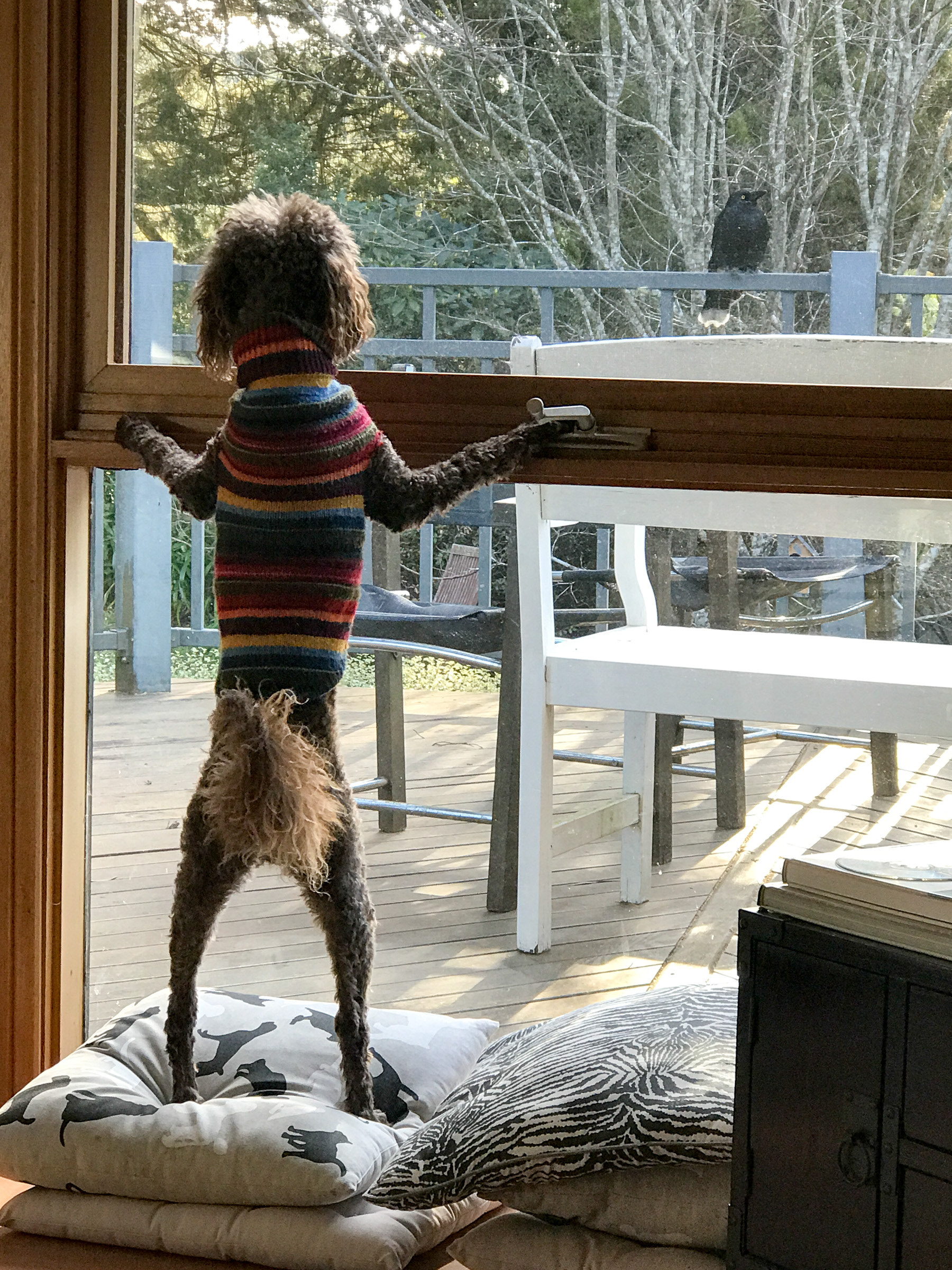 Charlie and Currawong