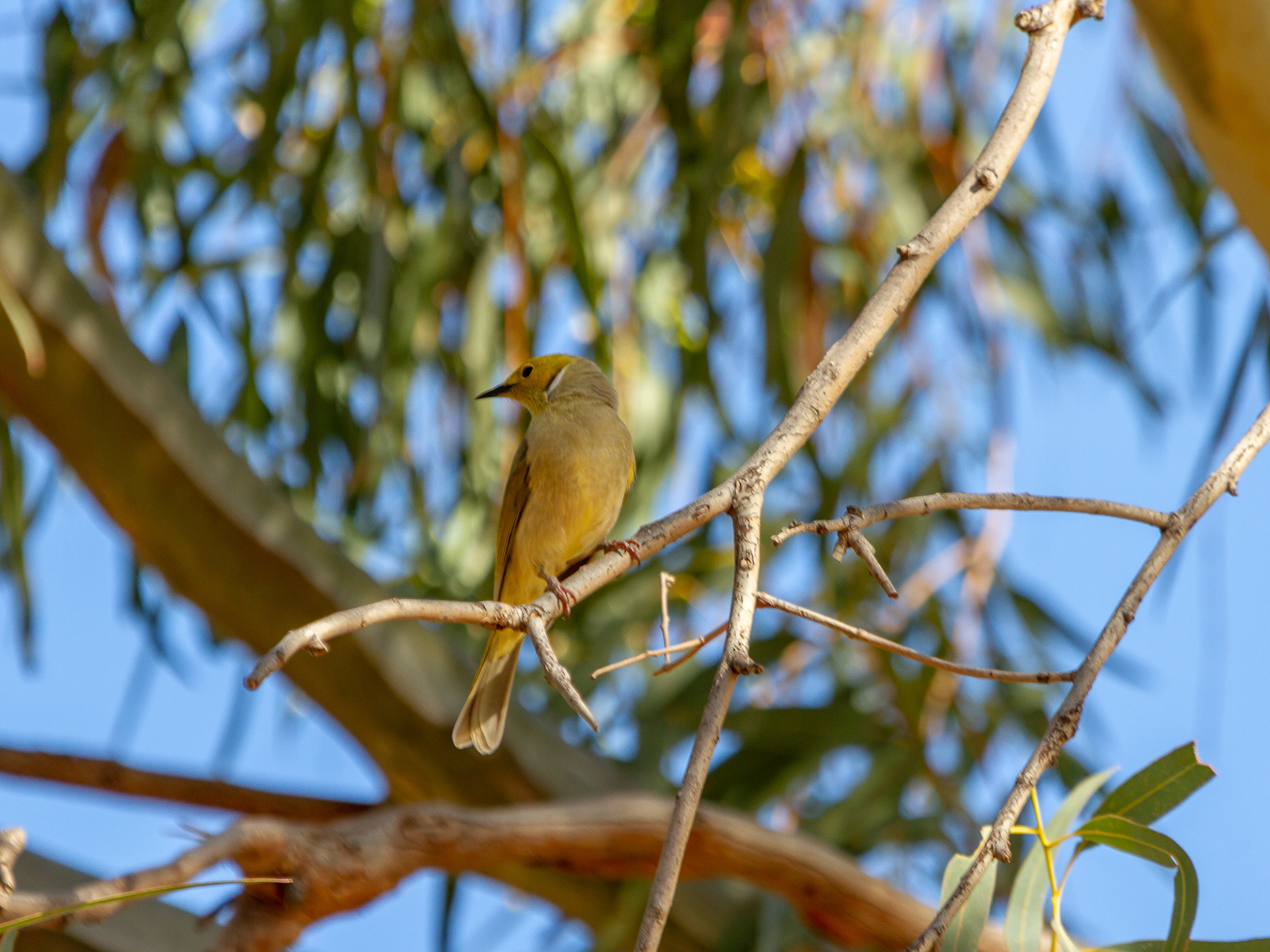 White-plumed Honeyeater