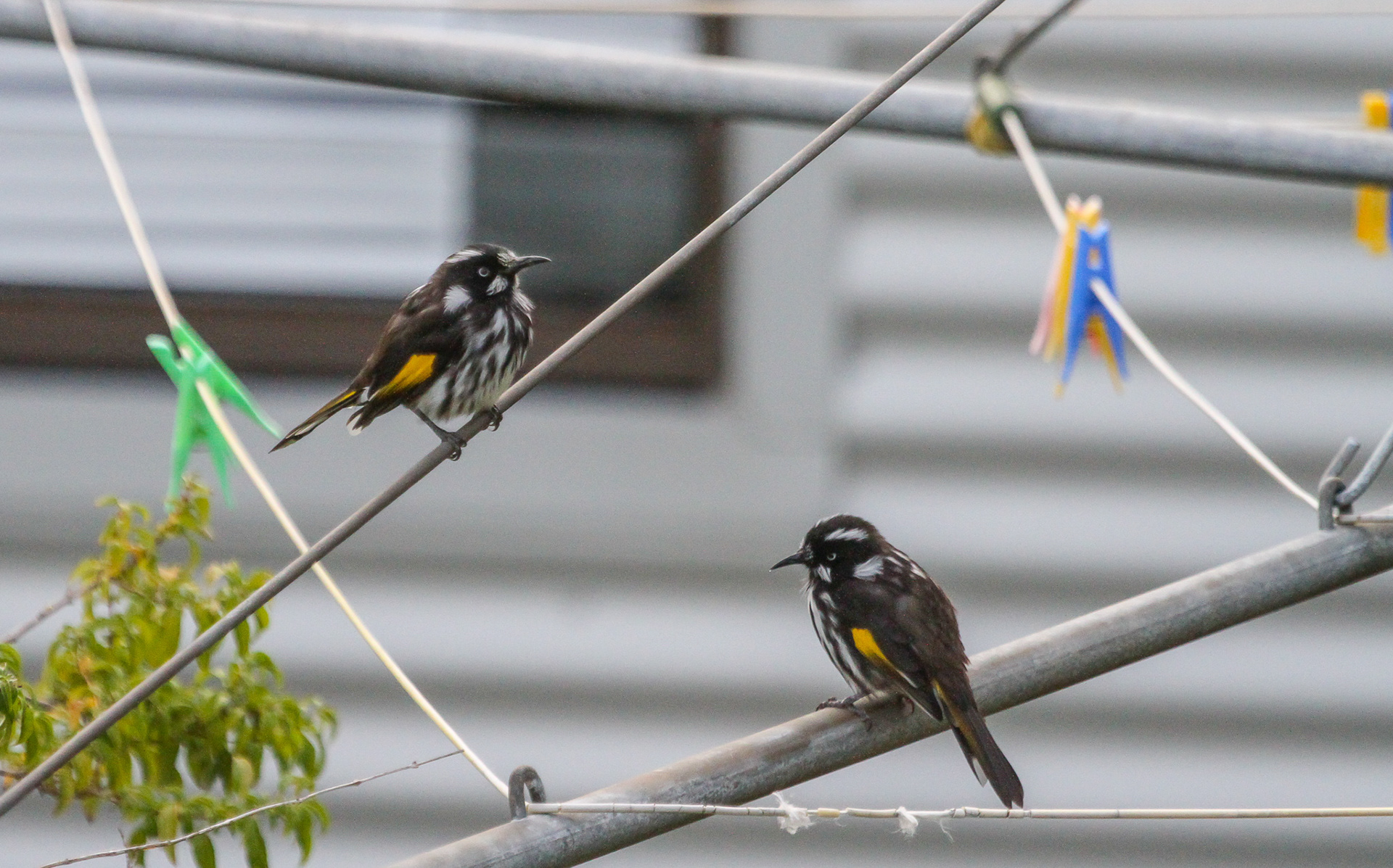 New Holland Honeyeater