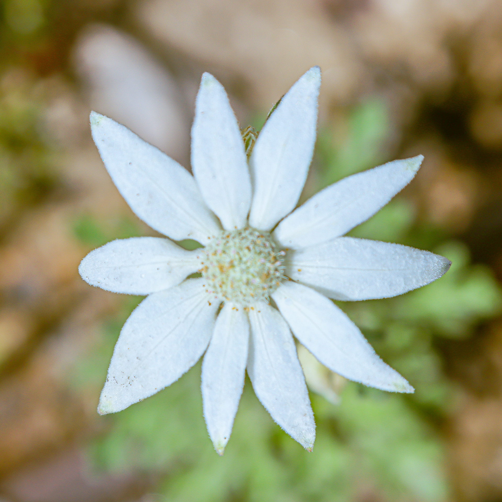 Flannel Flower
