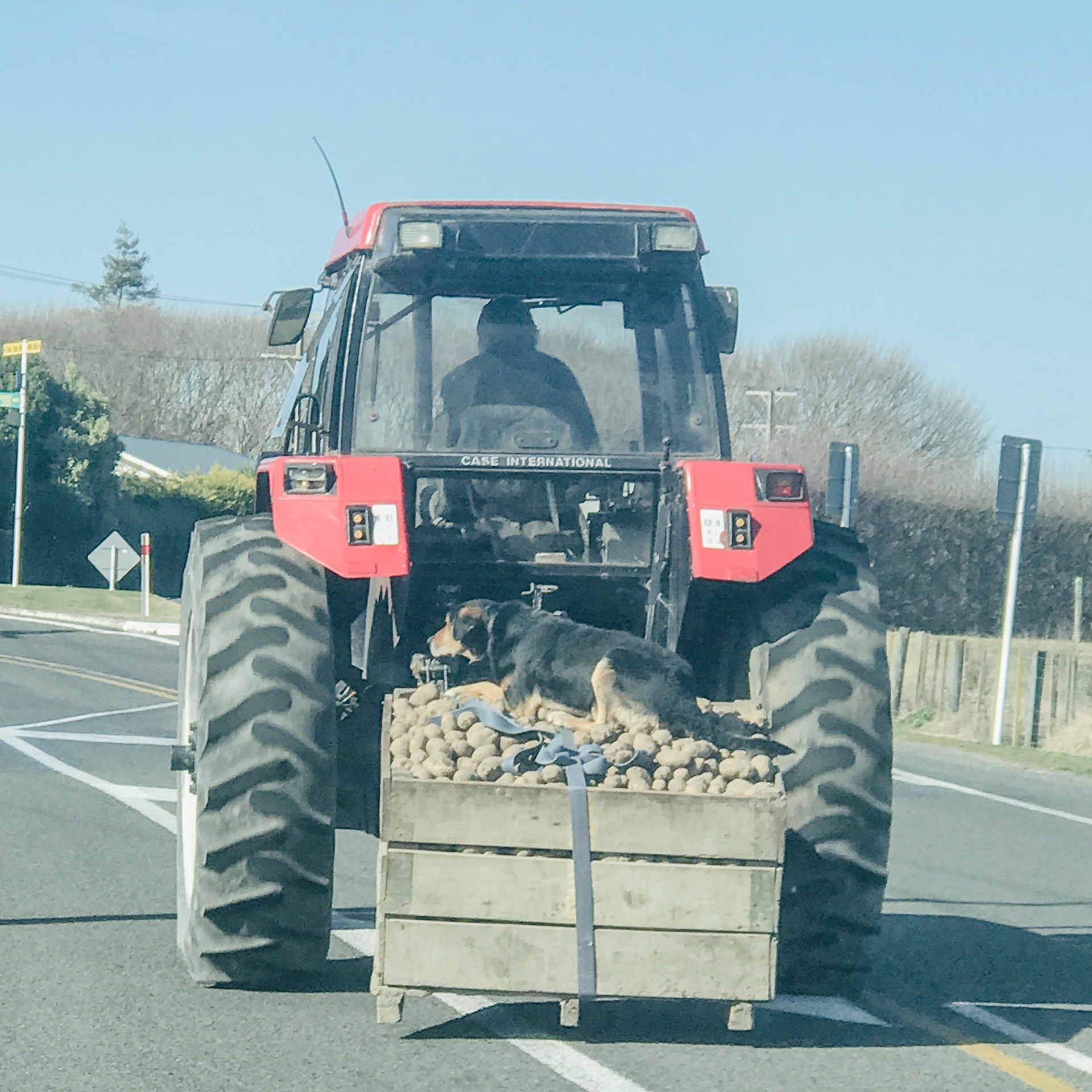 Dog guarding the potatoes