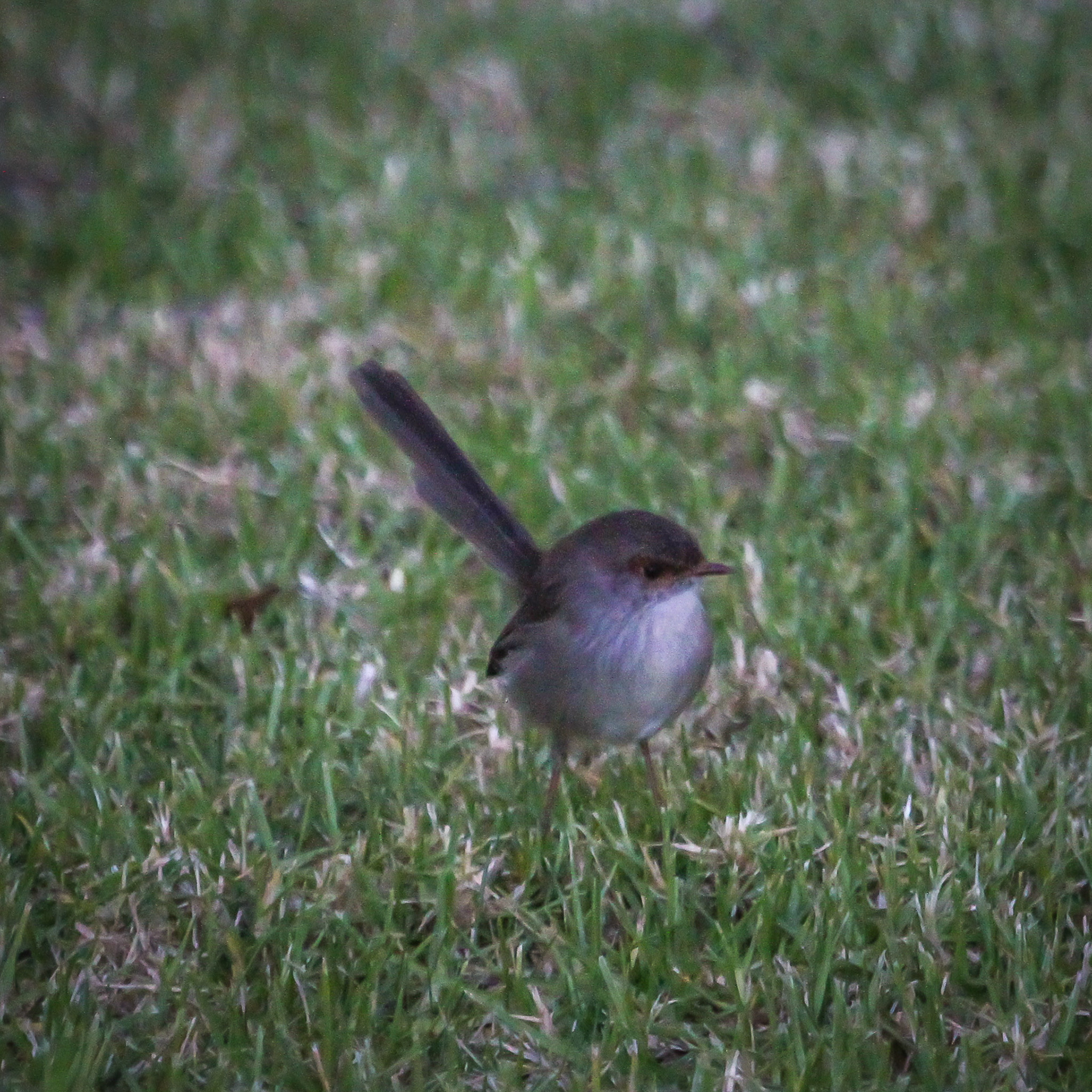 Superb Fairy Wren