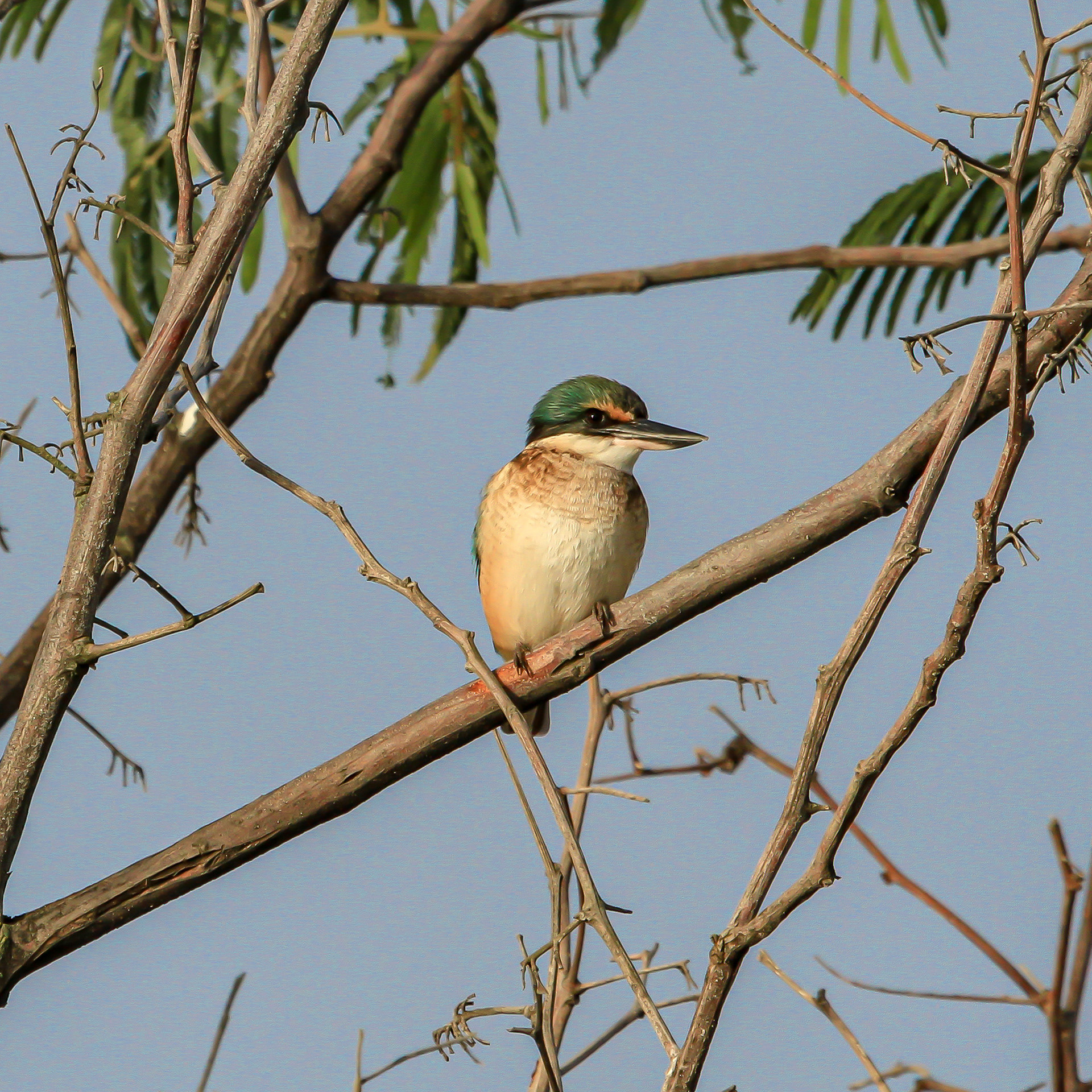 Sacred Kingfisher