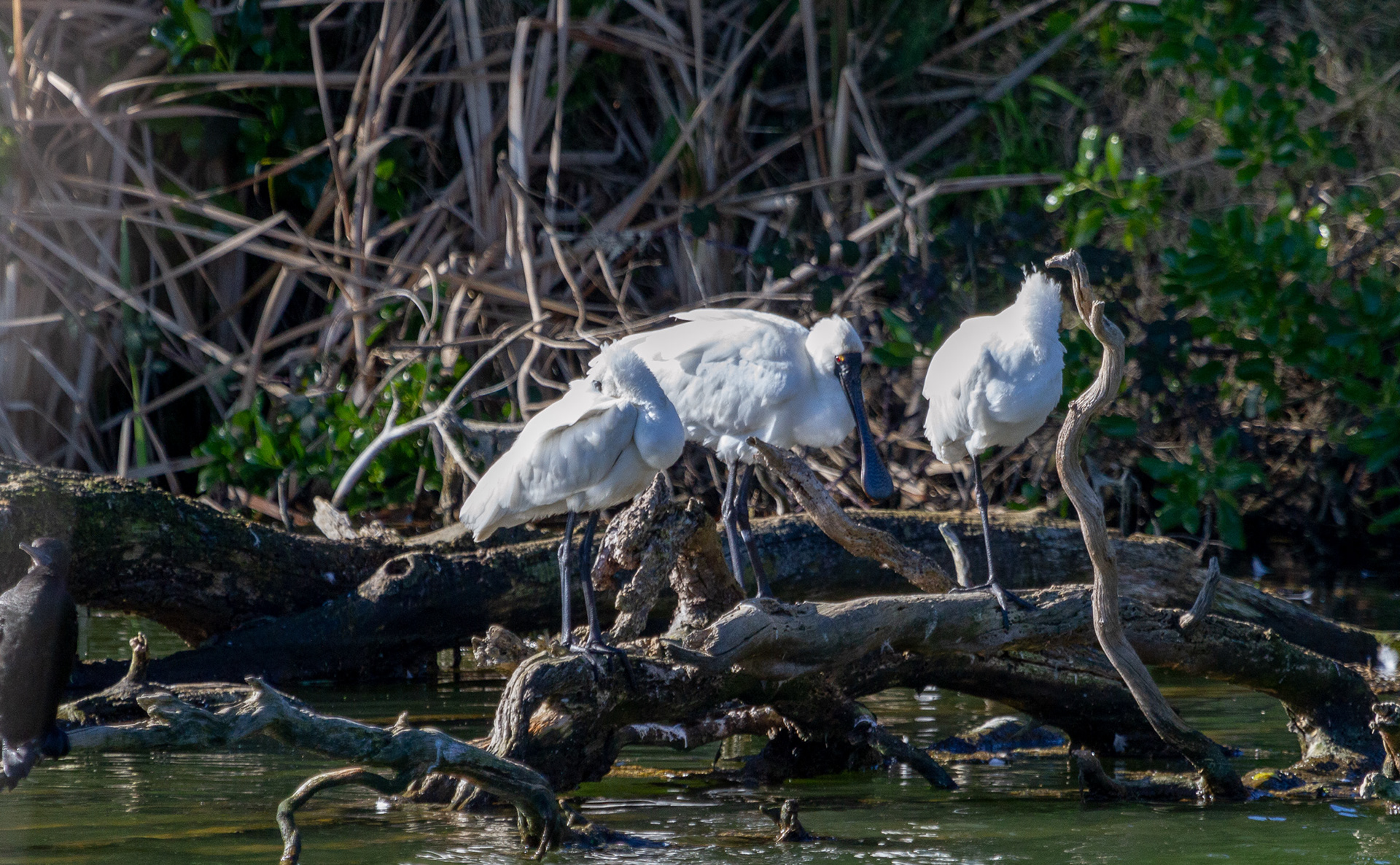 Royal Spoonbill
