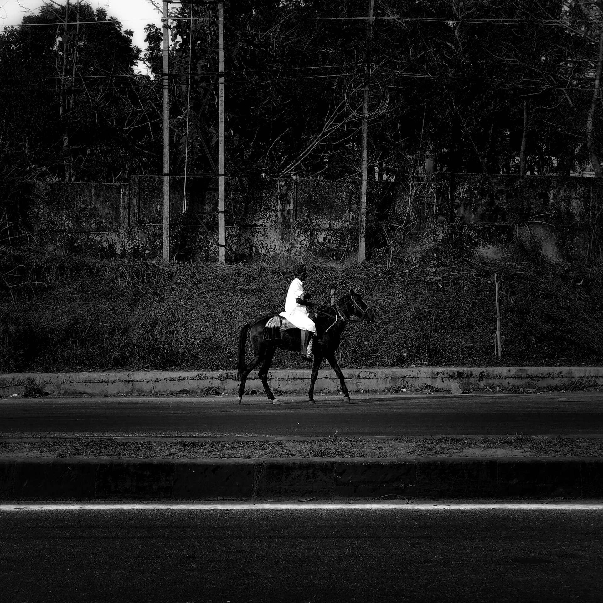 Ghoda. Mangalore, 2019