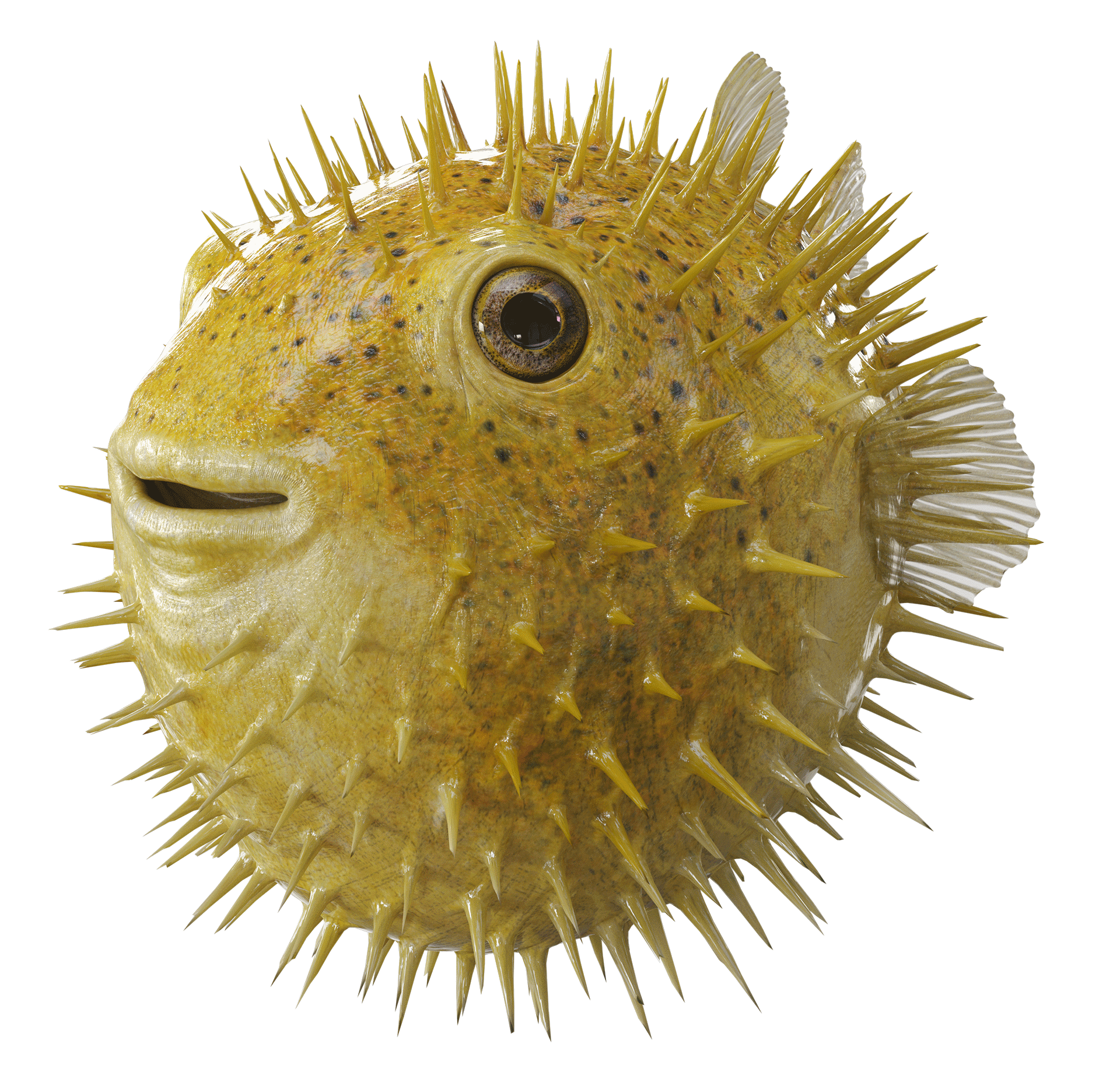 RUR postproduction - RAIFFEISEN BANK - Puffer Fish