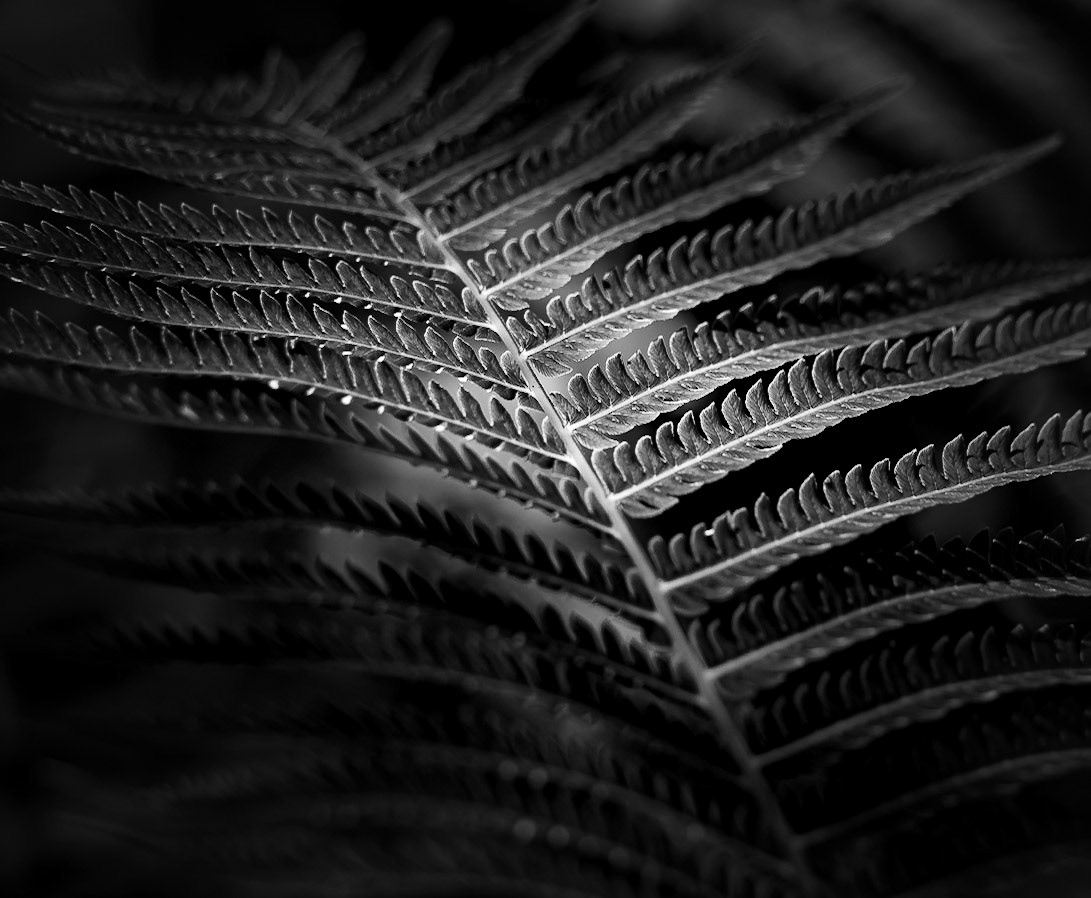 Fern in Monochrome captured at the Shaw Nature Reserve