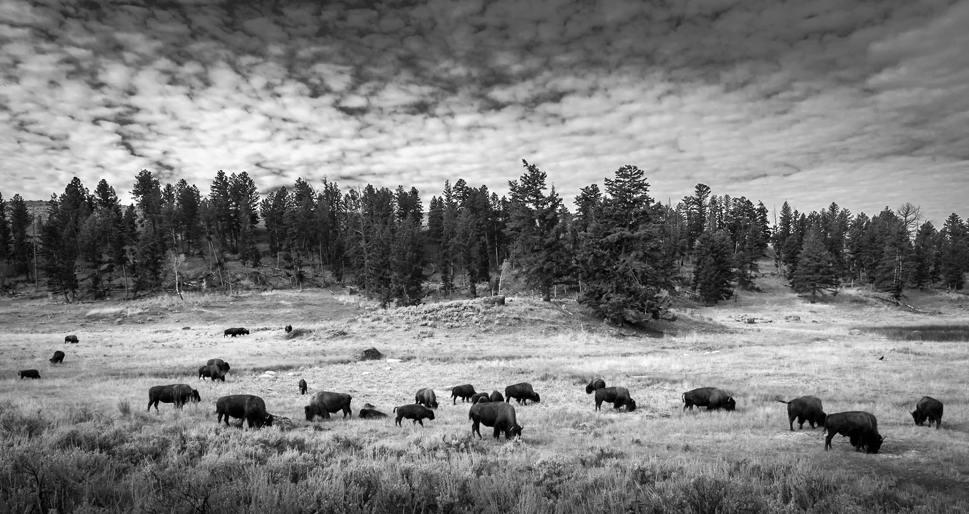 Yellowstone National Park