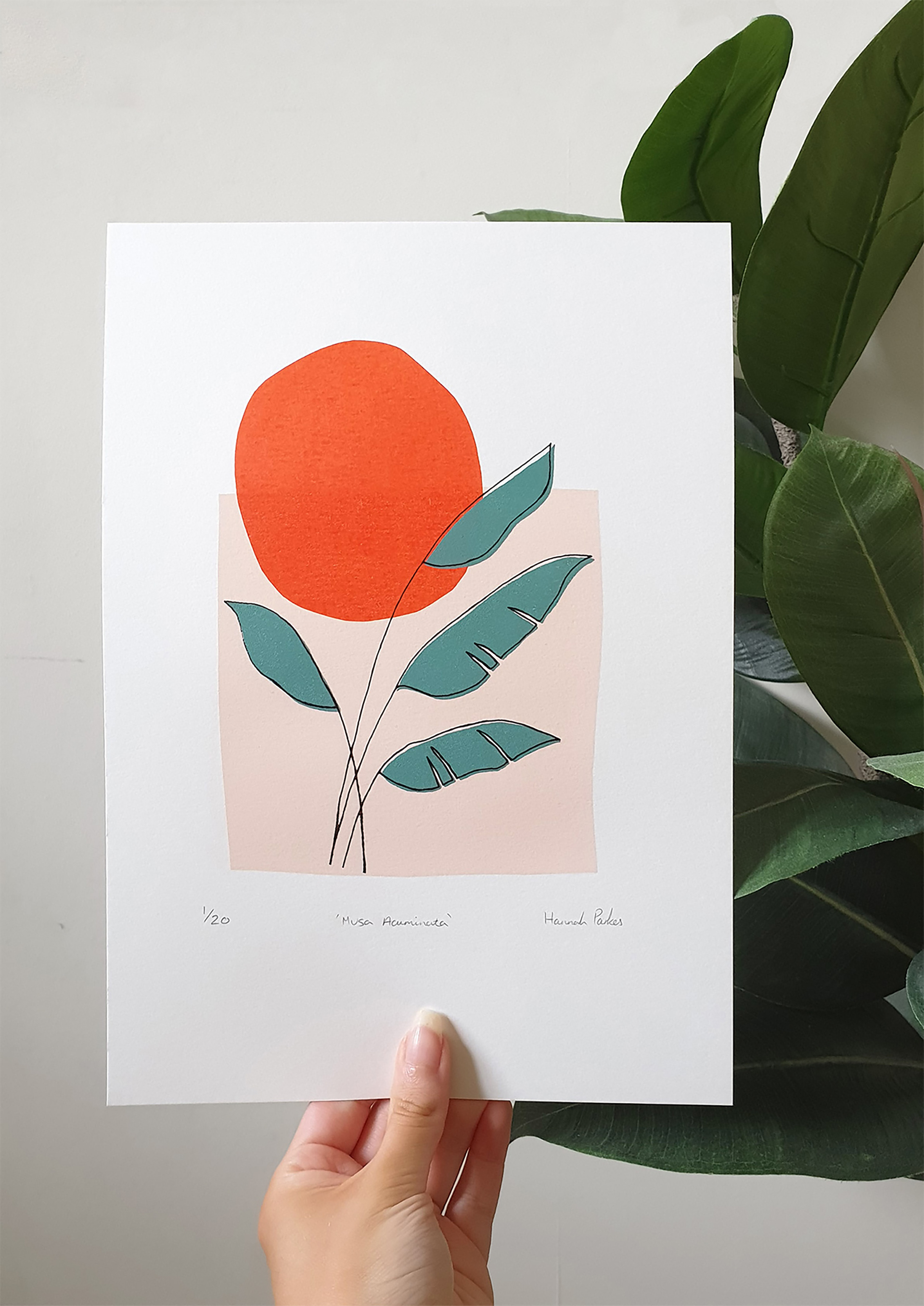 Musa Acuminata - A4 - Sold Out