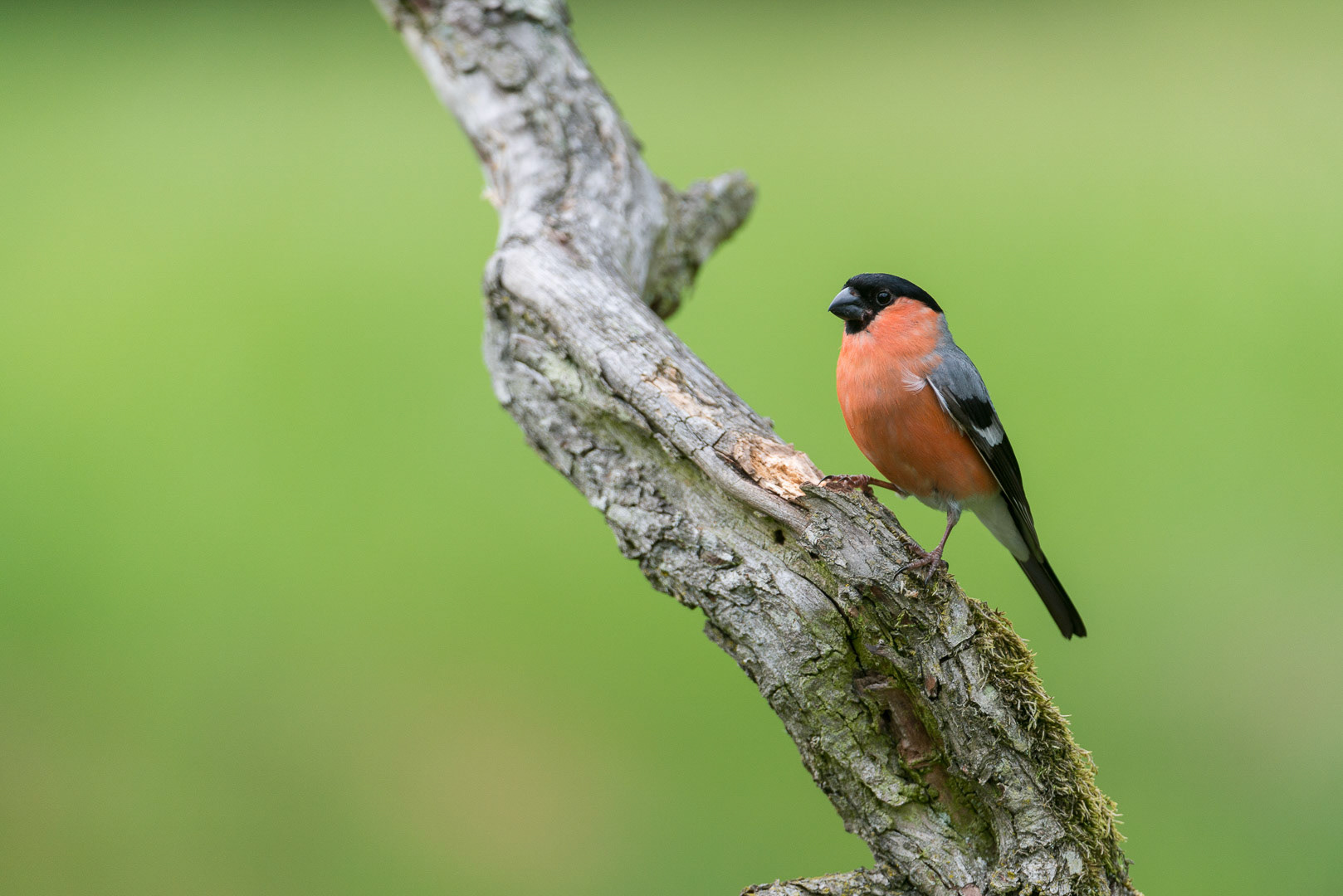 Eurasian bullfinch on a branch