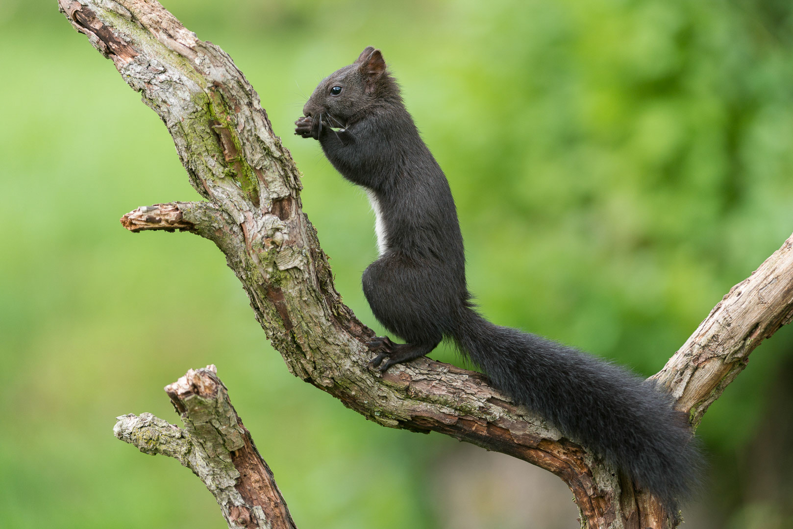 Eurasian red squirrel sitting  on a branch in a tree