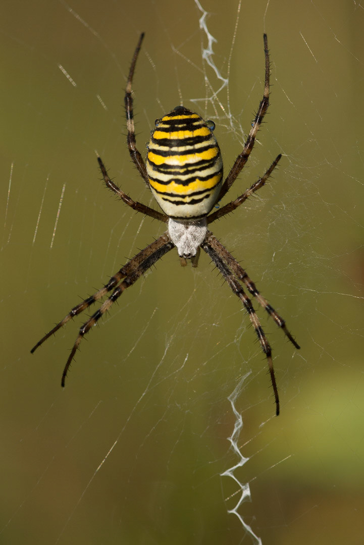 Wasp spider in the middle of a web, waiting for a take