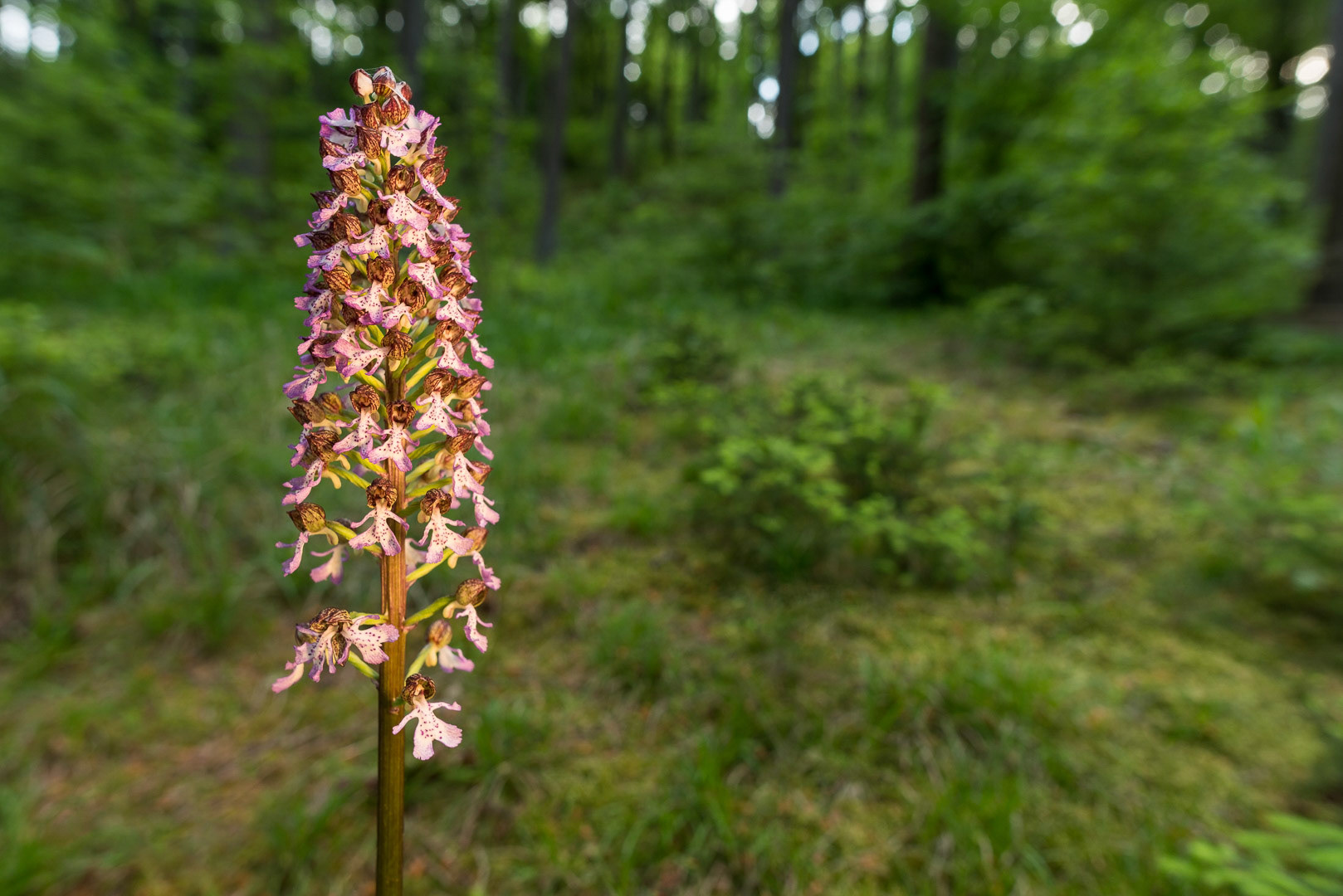 A lady orchid in woodland