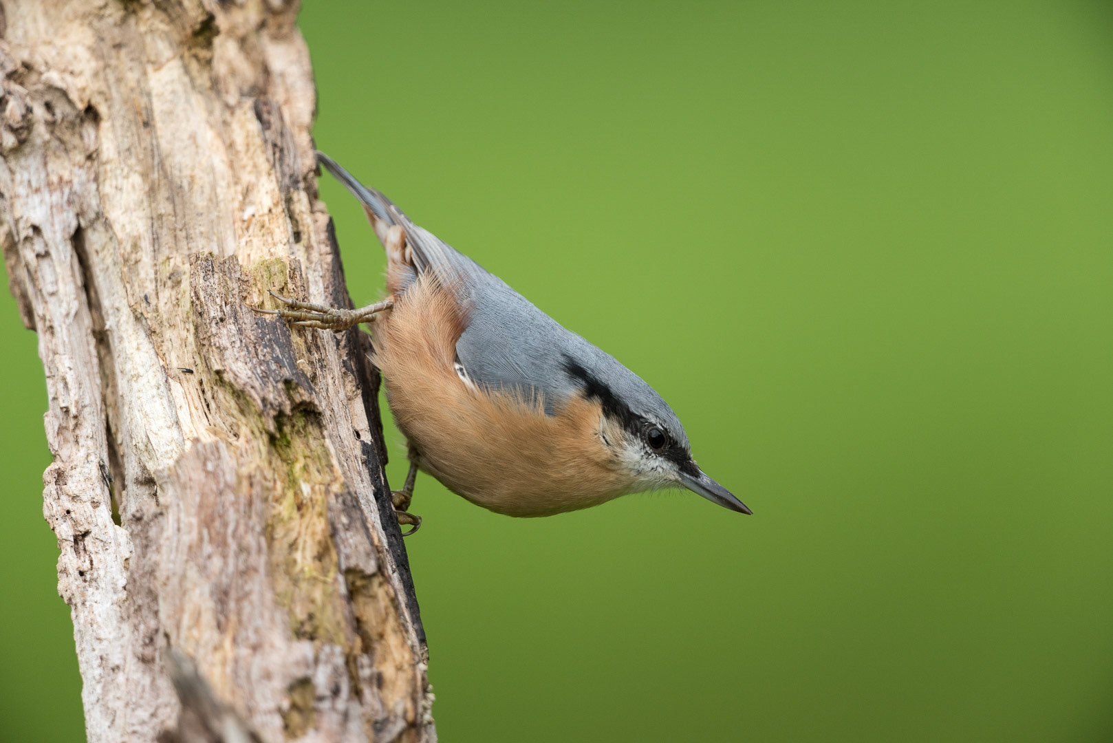 Eurasian nuthatch sitting on a branch