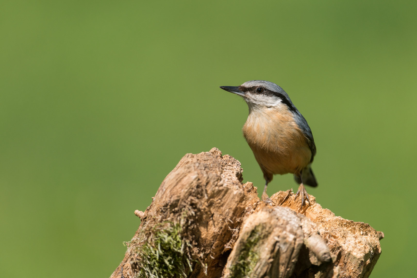 Eurasian nuthatch sitting on a branch