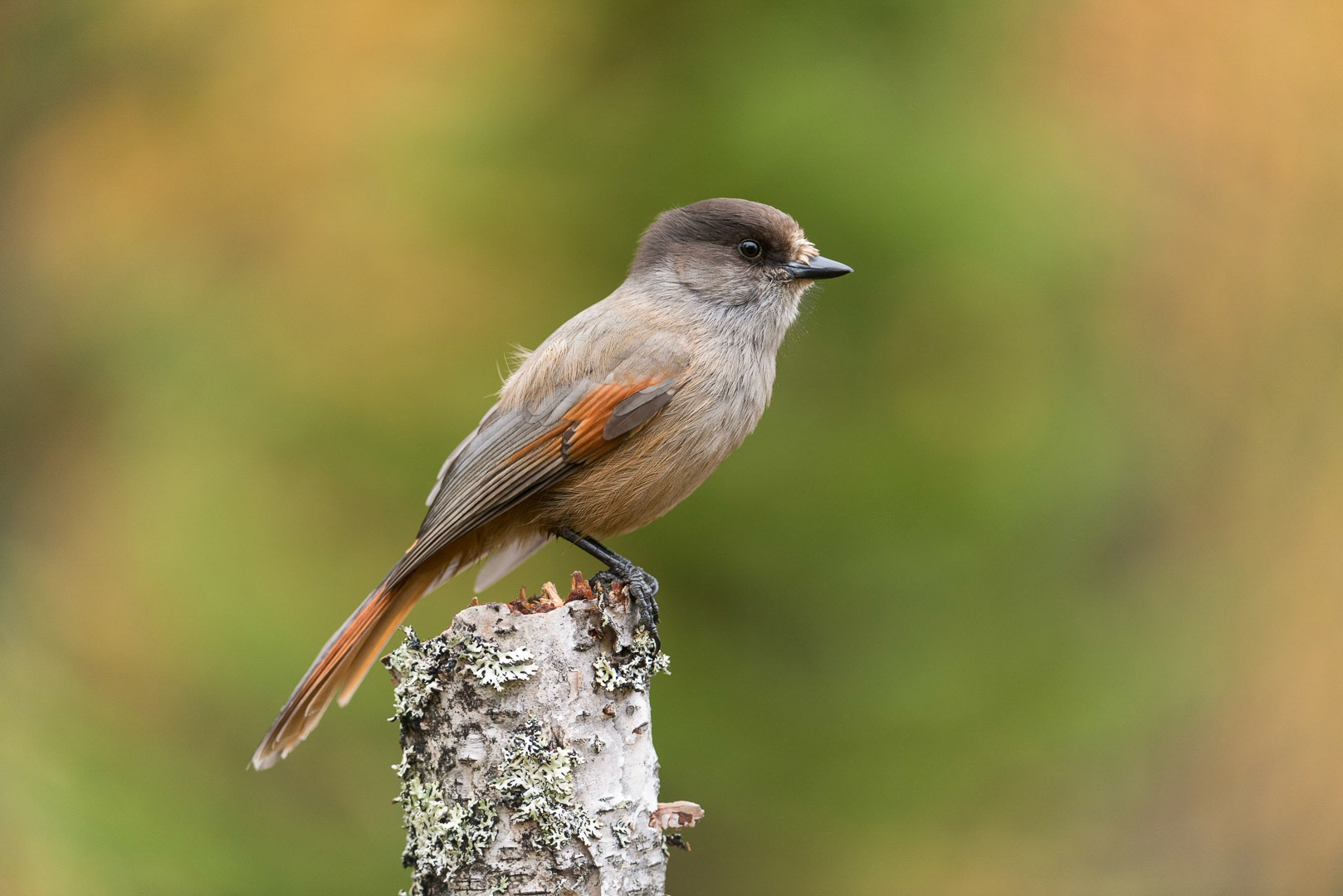Siberian jay sitting on a branch