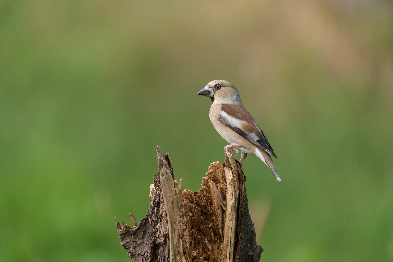 Hawfinch standing on a stump