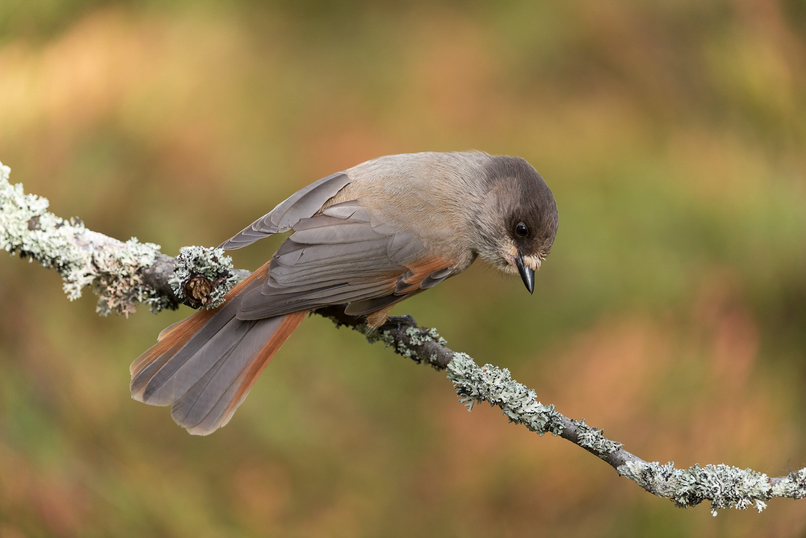 Siberian jay sitting on a branch