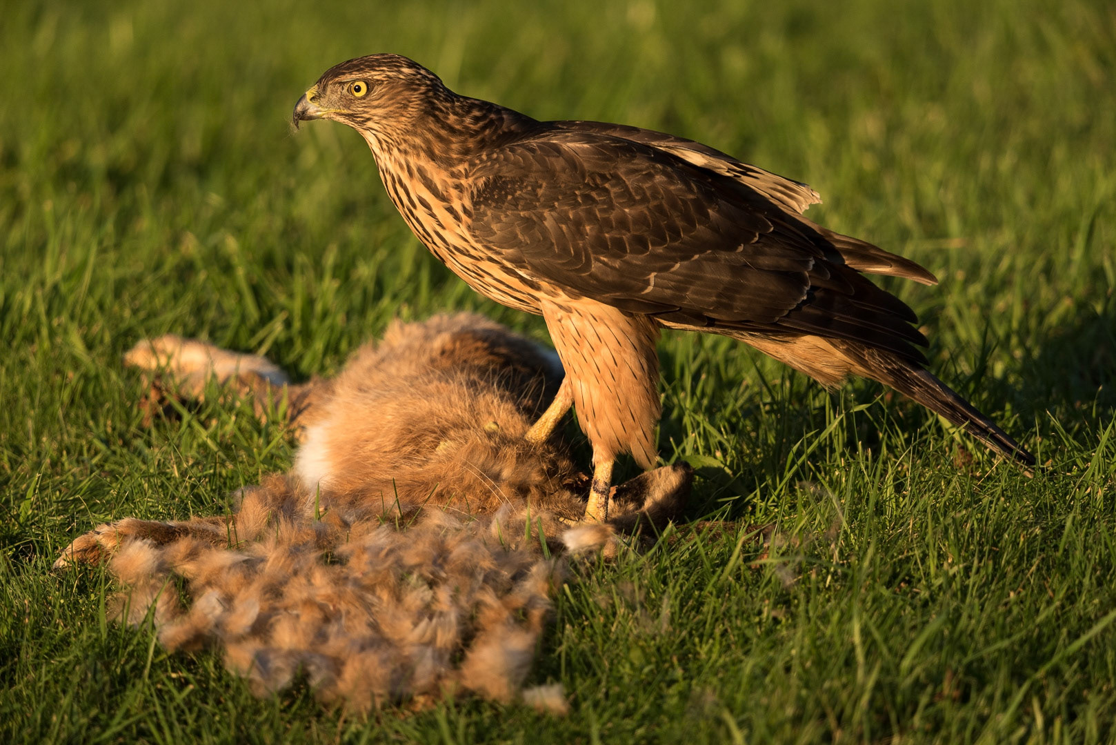 Northern goshawk eating from a rabbit