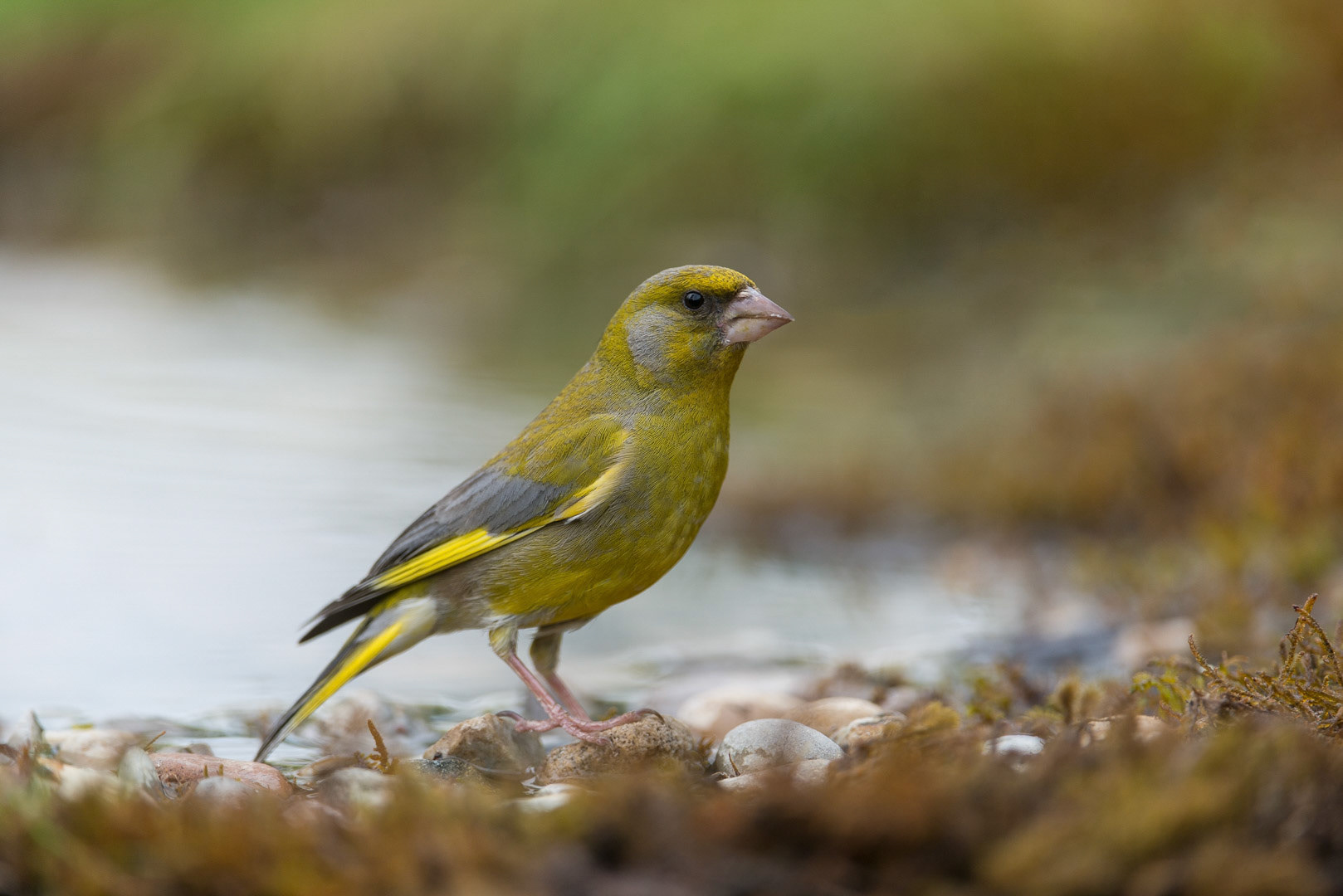 European greenfinch in a puddle