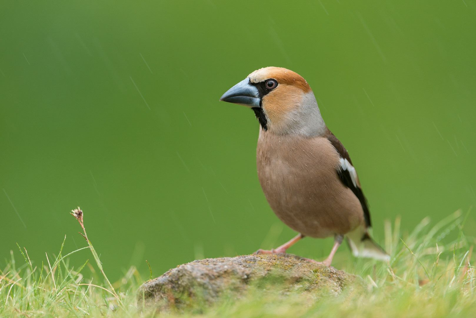 Hawfinch in a green meadow