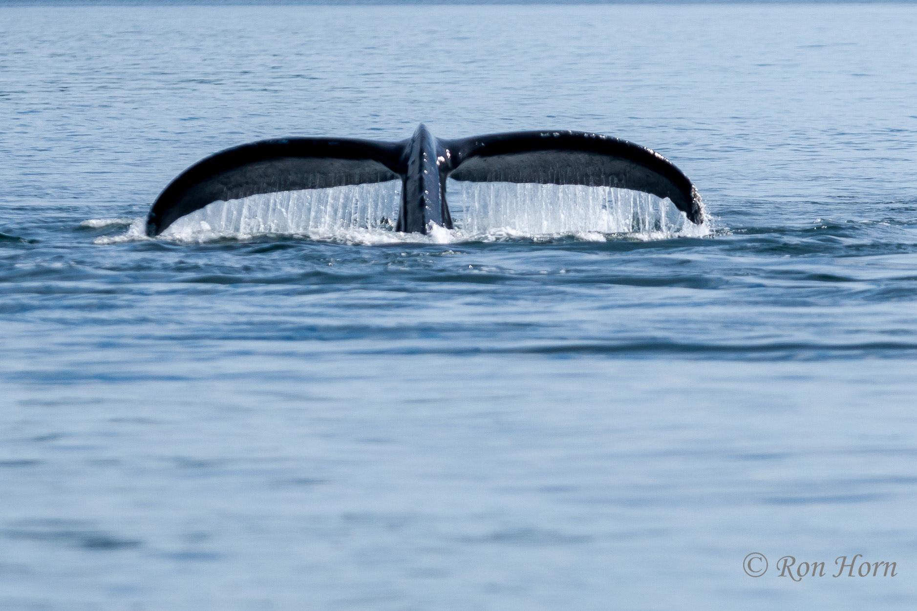 Ron Horn Whales