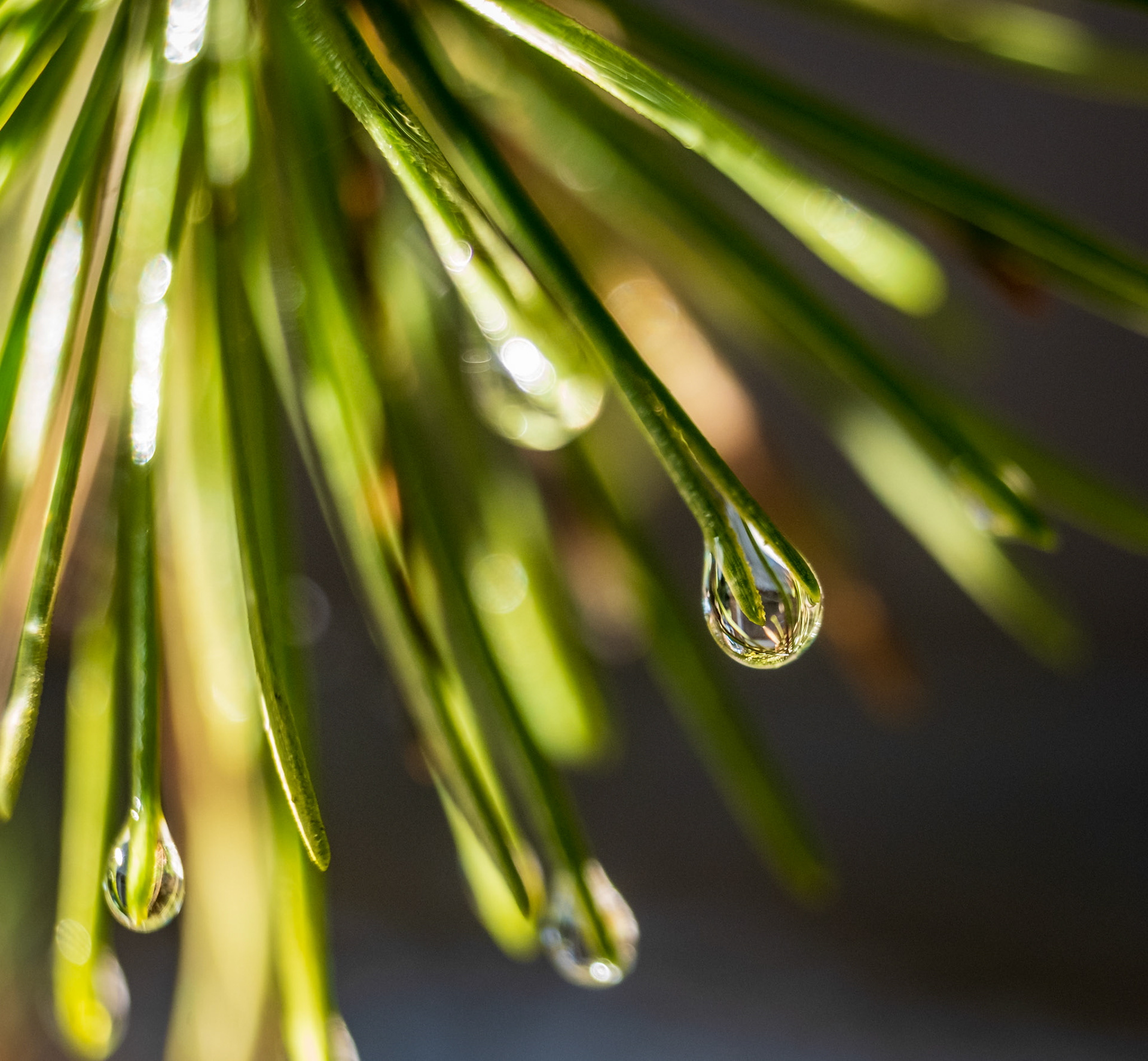 Water drops on Douglas Fir needles