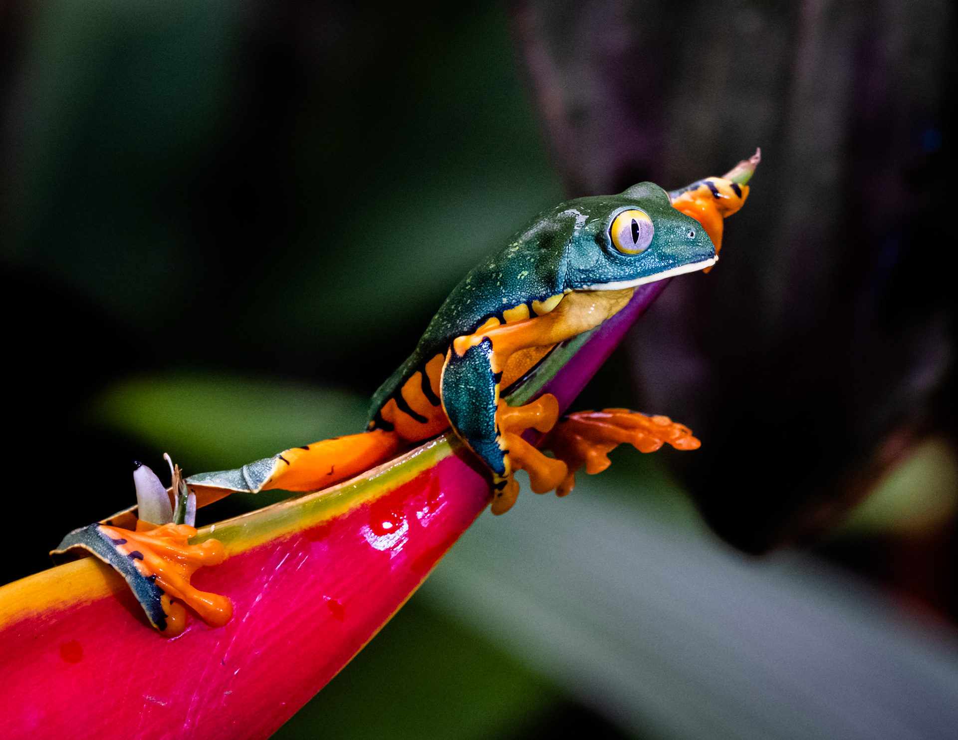 Splendid Treefrog