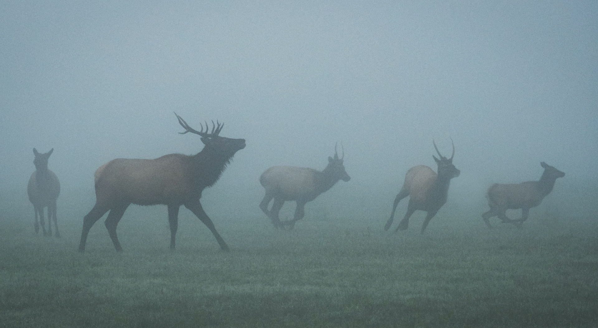 Elk Black River Refuge