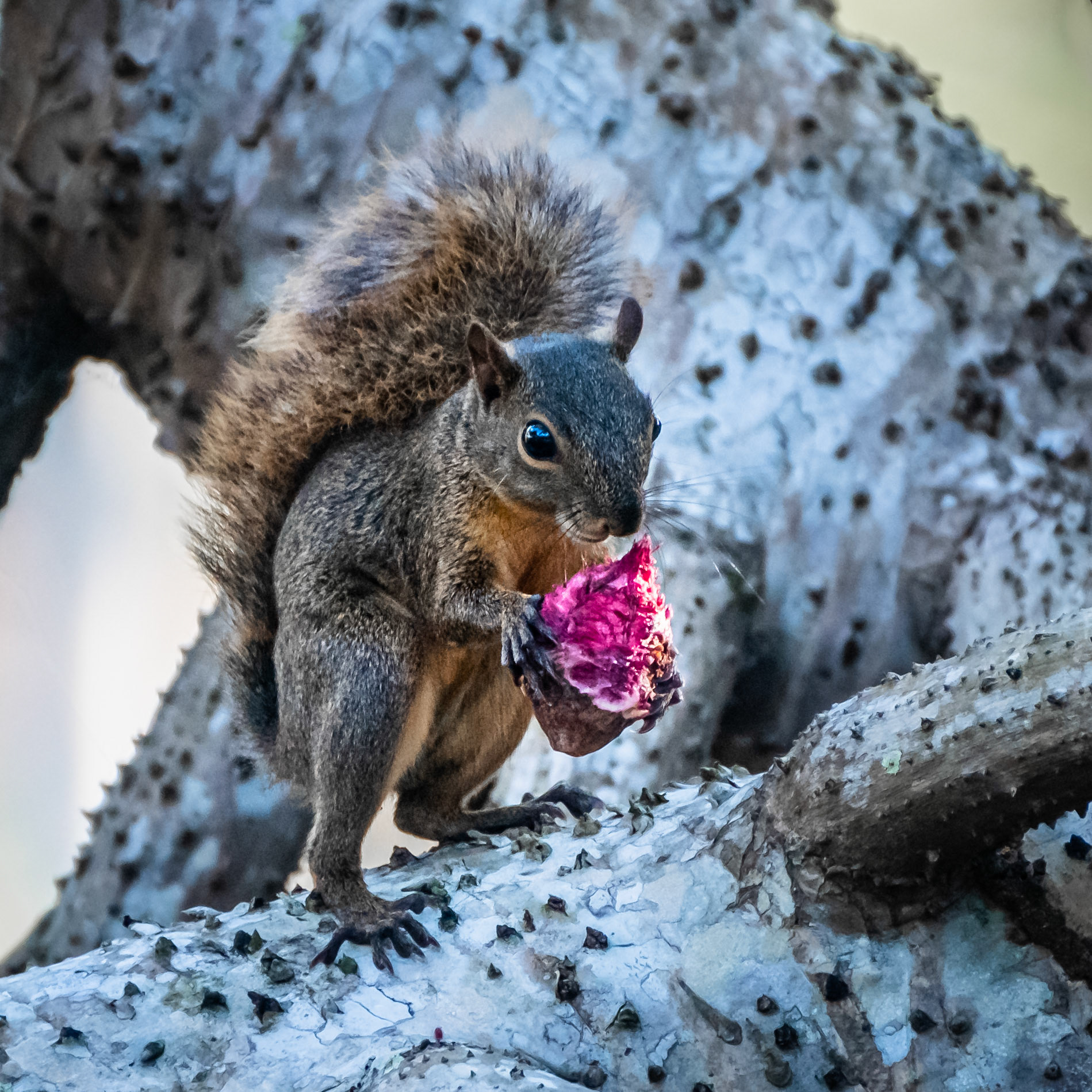 Red-tailed Squirrel 