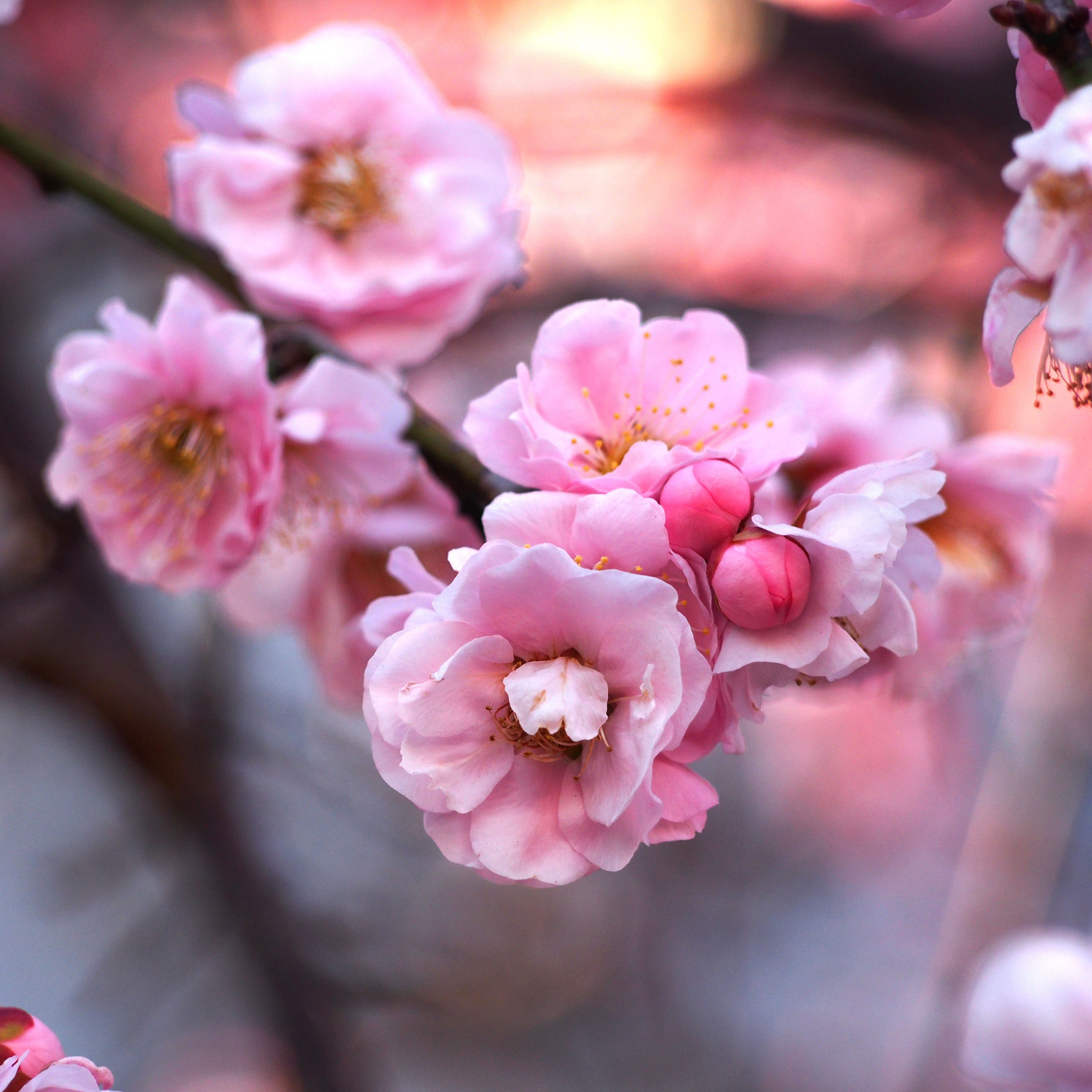 Plum blossom. Сакура на рассвете. Япония Сакура.