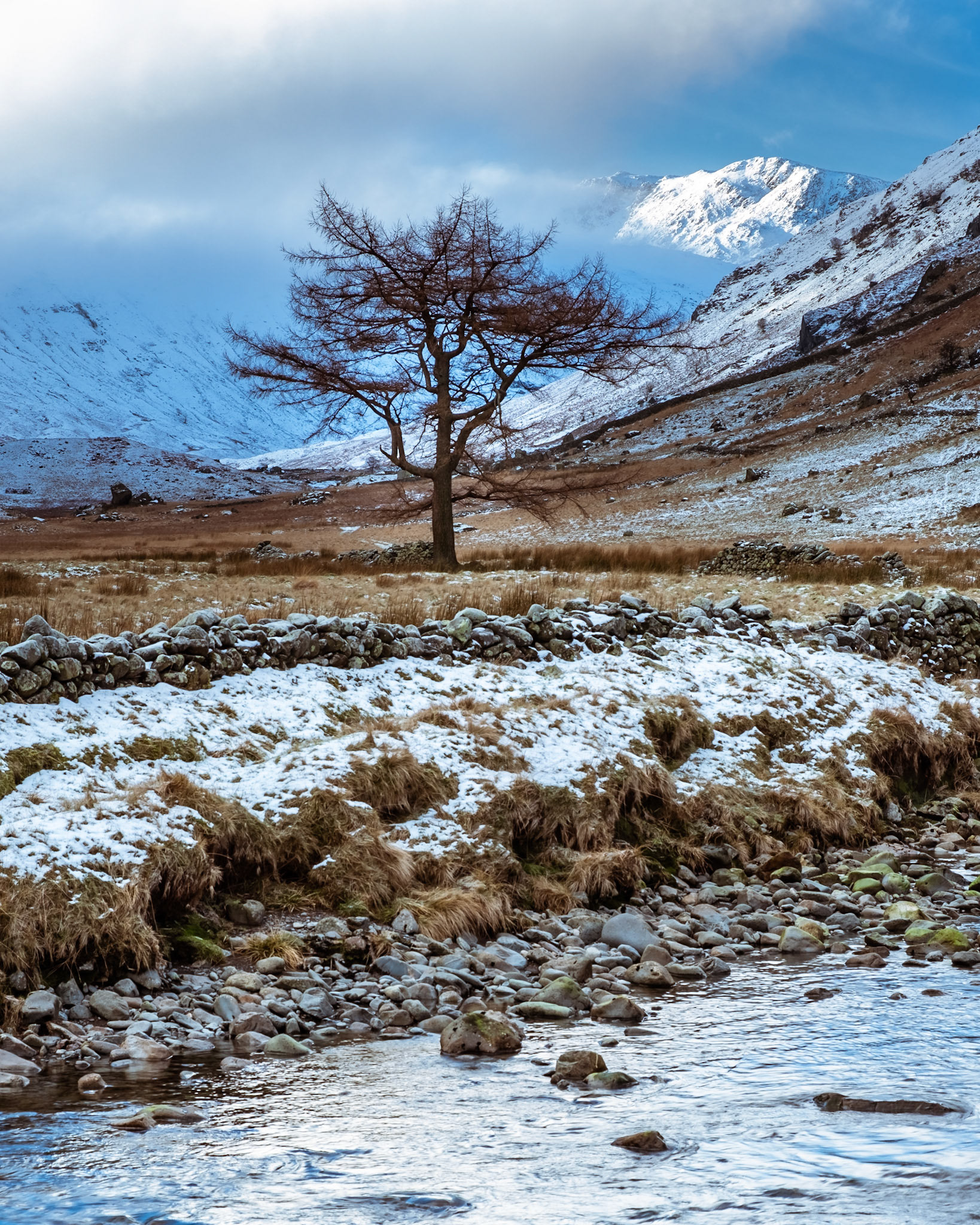 The tree. Langstrath