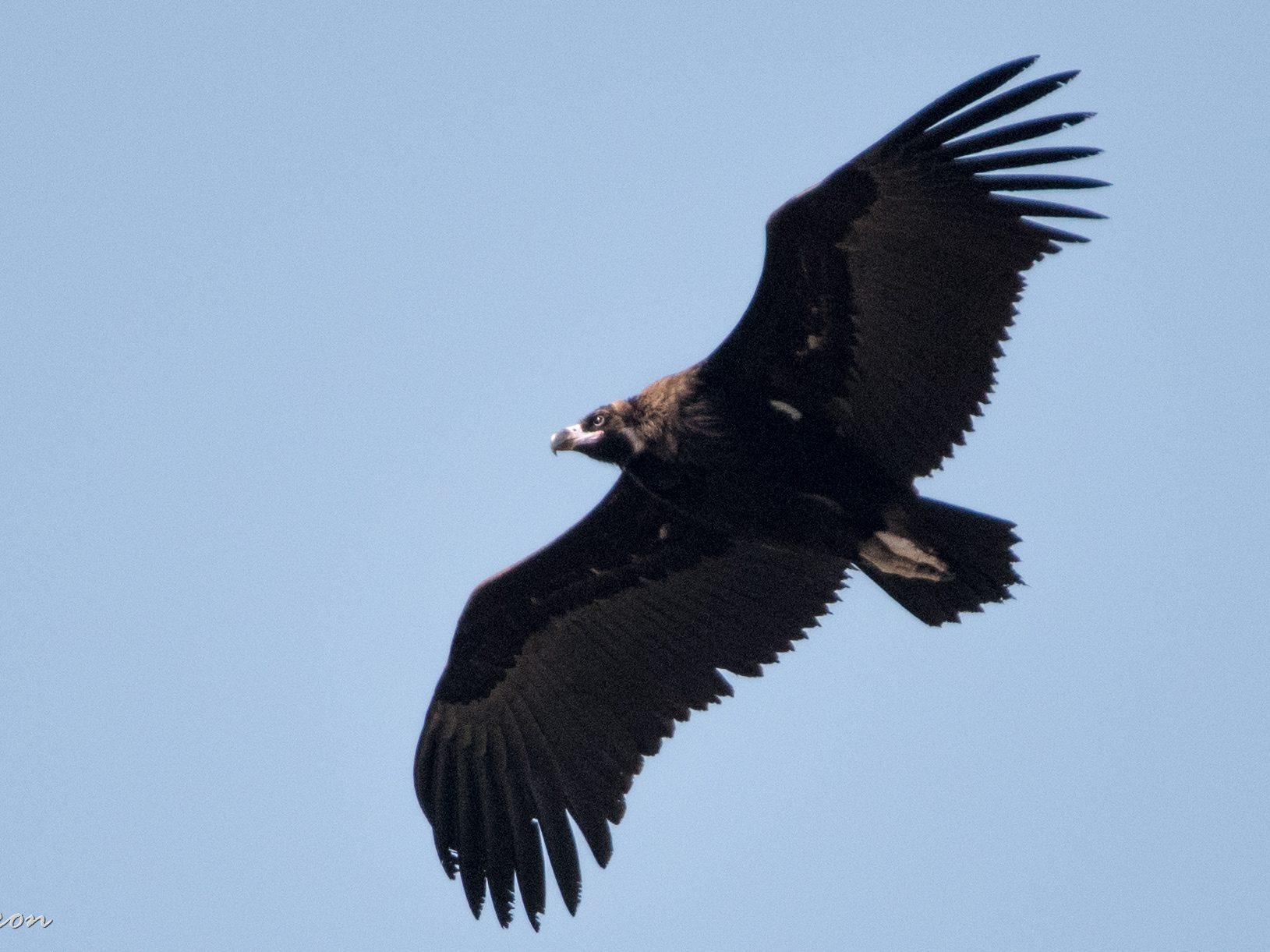 Gad Yaron - Birds Photography - Birds of Prey