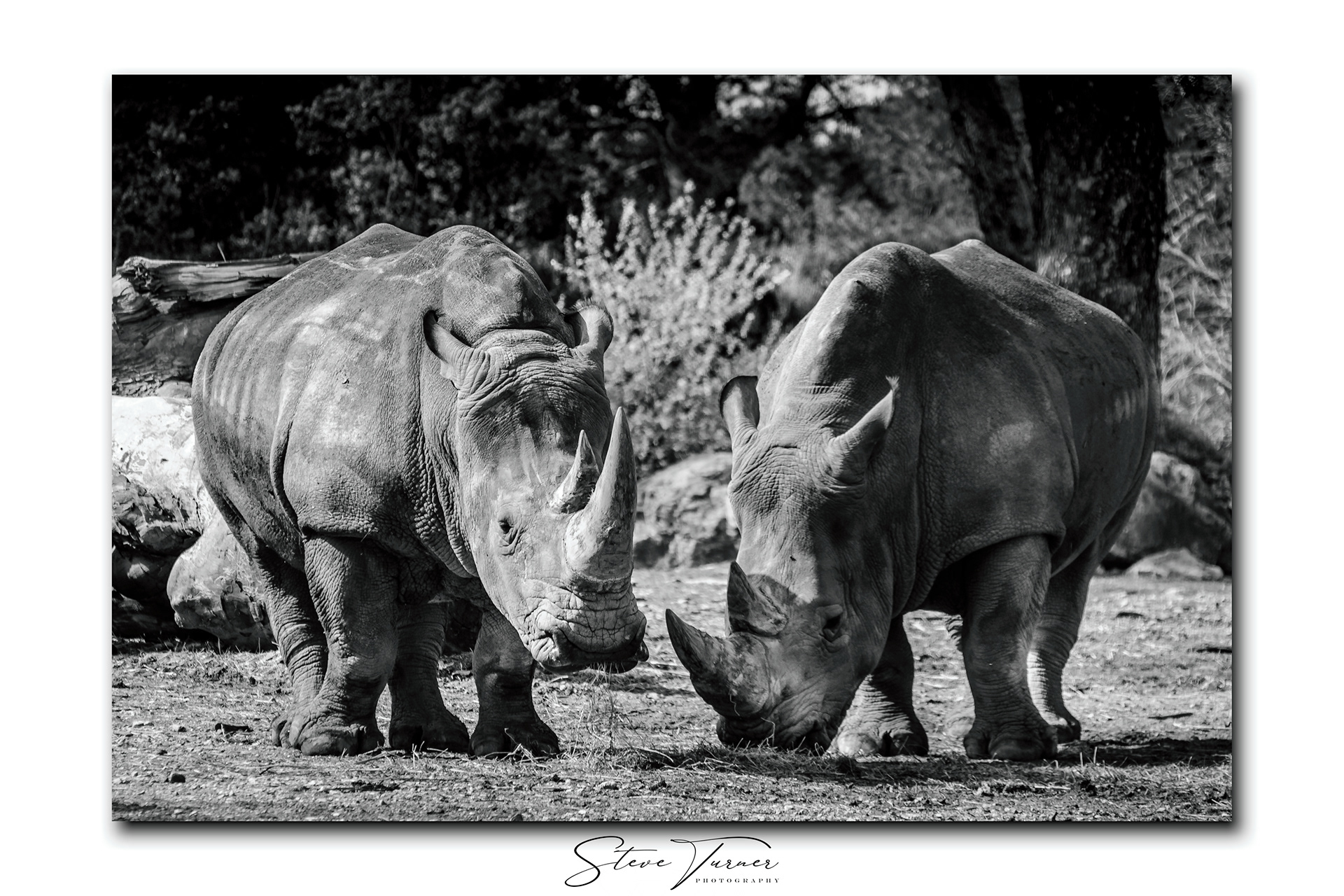 SteveTurnerPhotography - Mammals in Black and White
