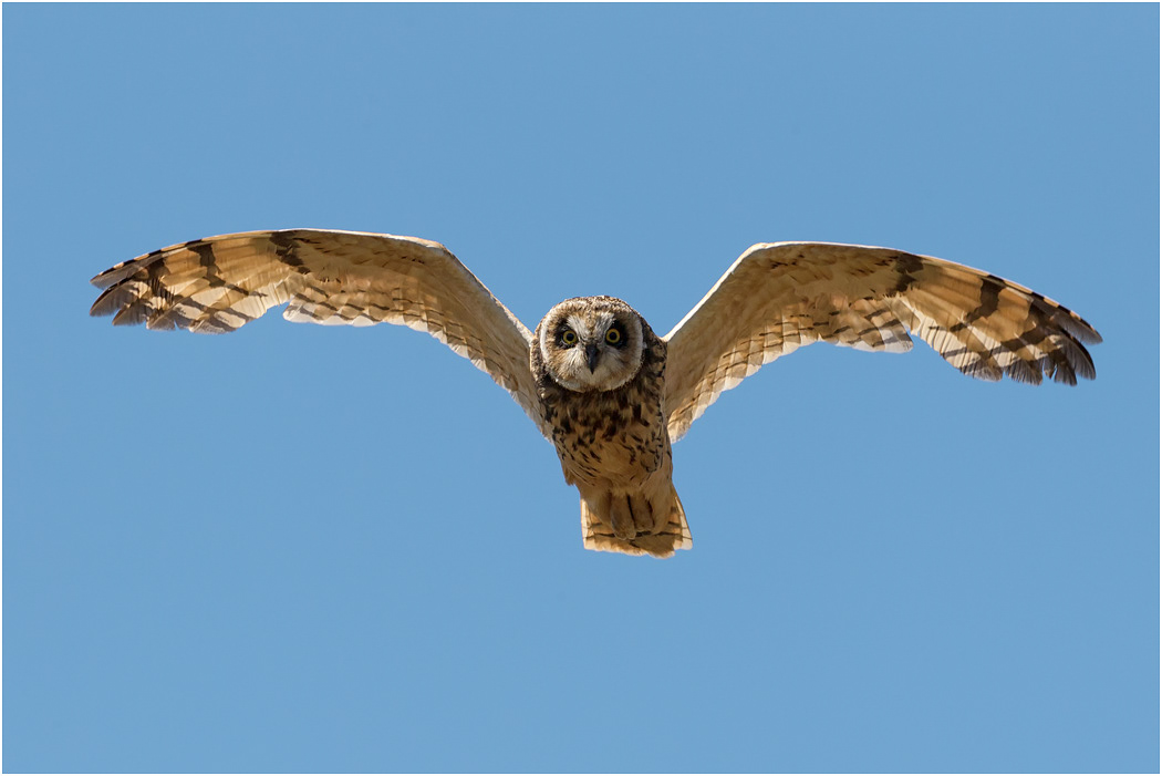 Short-eared Owl