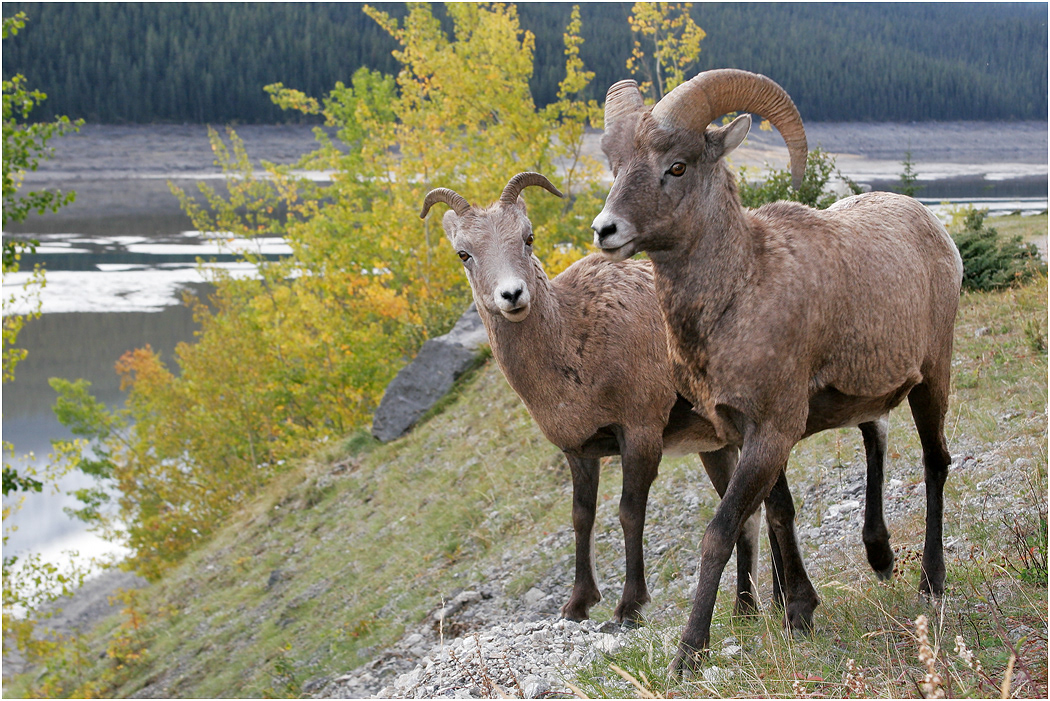 Bighorn Ram and Ewe, Alberta, Canada