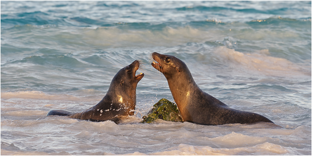 Galapagos Sea Lions greeting