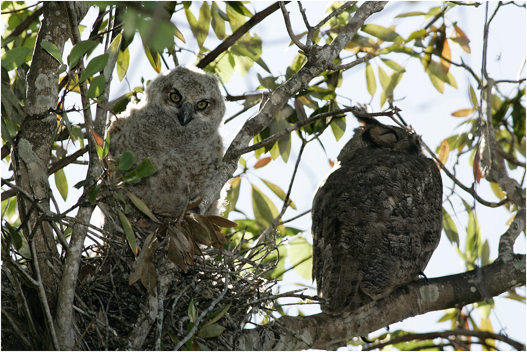 Great Horned Owl chick & parent, Florida, USA
